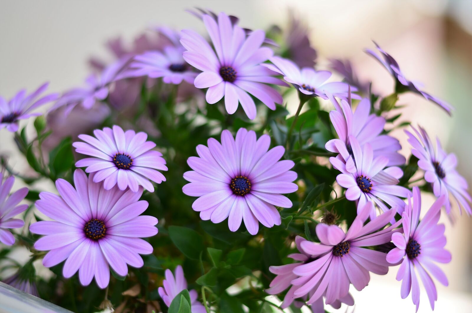 Nikon D5100 sample photo. Flower, green, plant photography