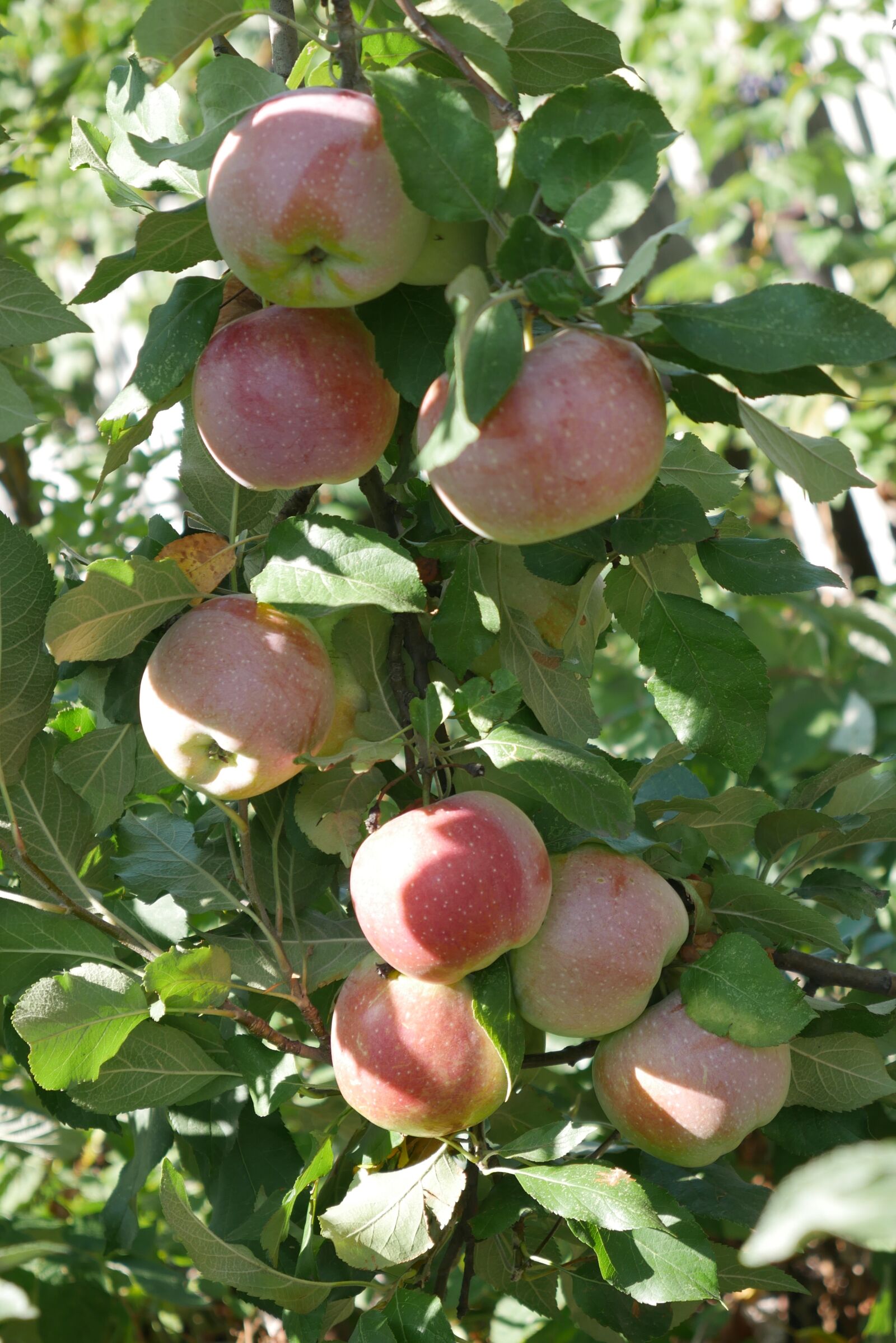 Panasonic Lumix DMC-G7 sample photo. Apple tree, fruit, crabapple photography