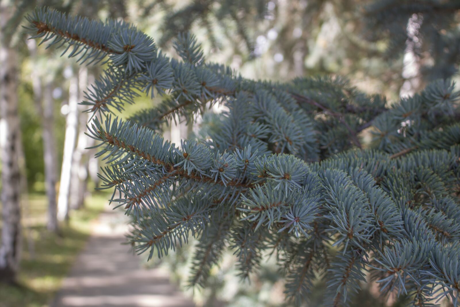 Canon EOS 750D (EOS Rebel T6i / EOS Kiss X8i) sample photo. Spruce, branch, tree photography