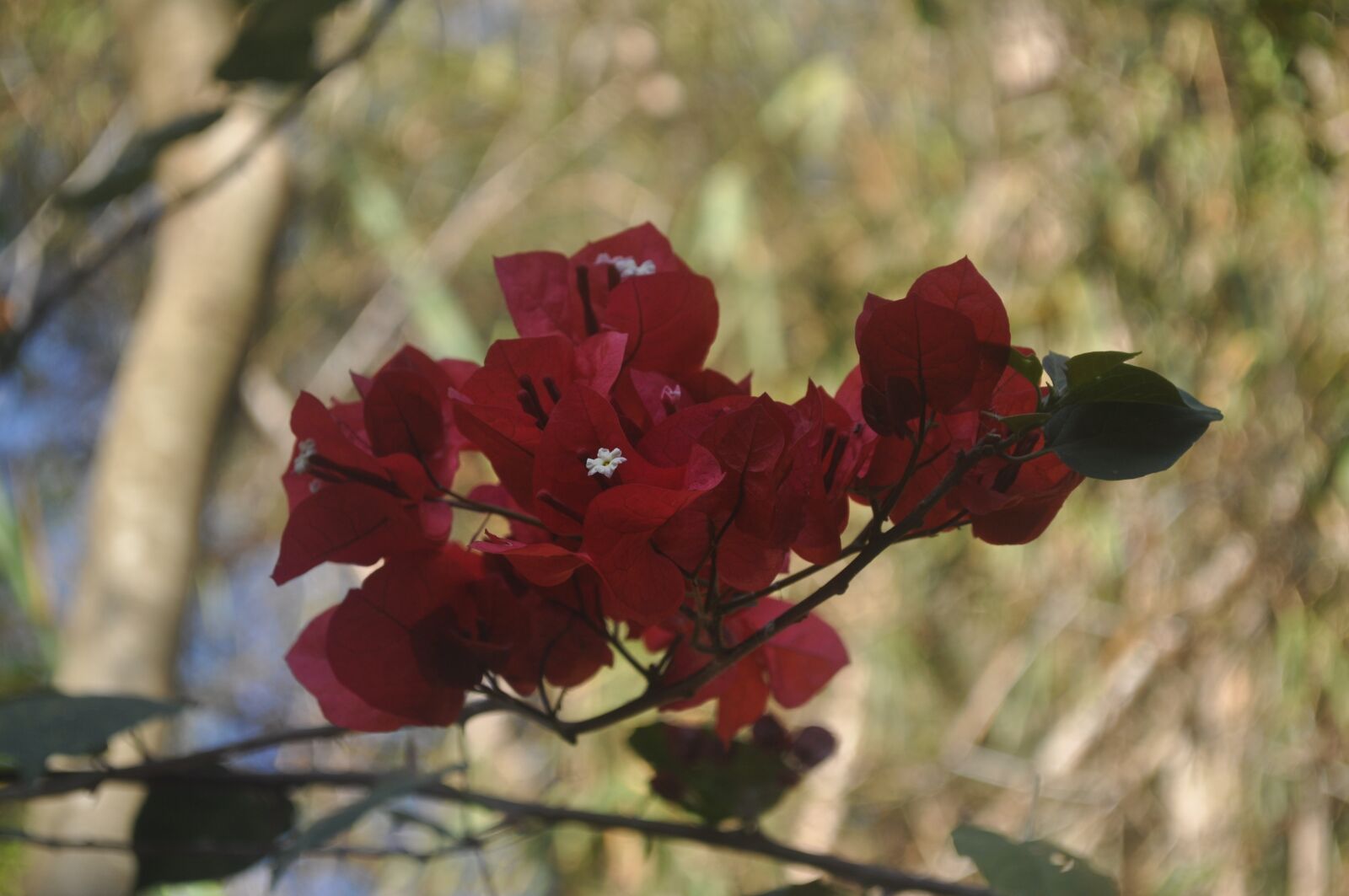 Nikon D5000 sample photo. Red flower drop-down, red photography