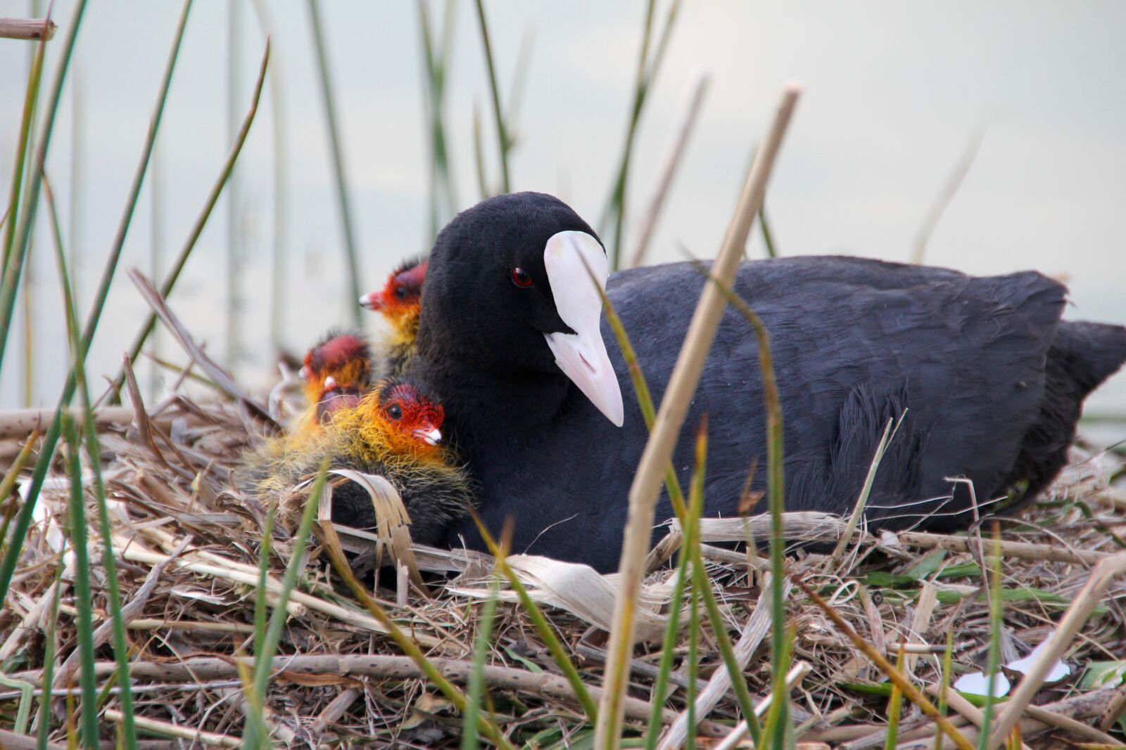 Canon EOS 60D sample photo. Hatching, boy, birds photography