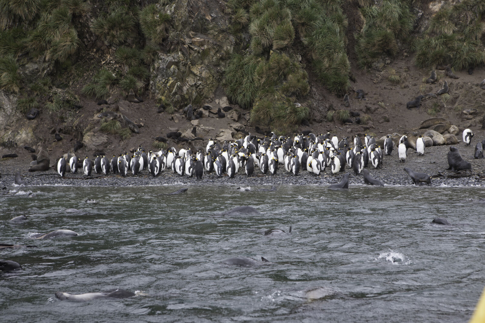 Canon EOS-1Ds Mark III sample photo. Animals, antarctic, fur, seals photography