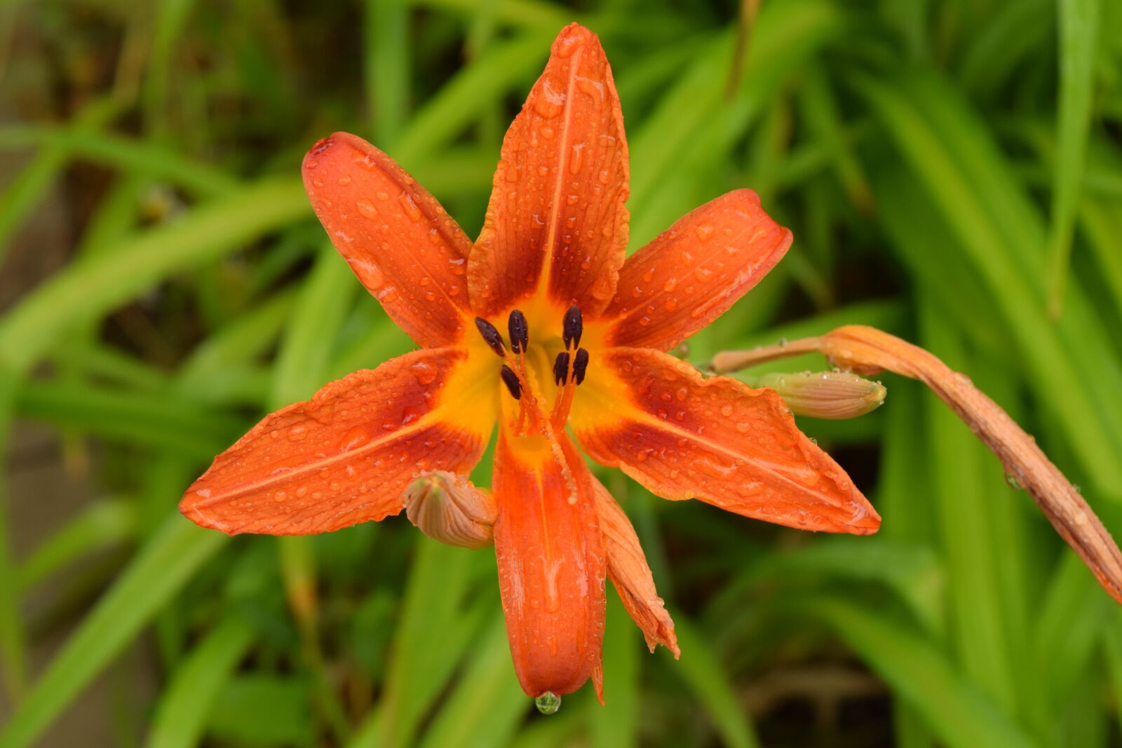 Nikon D5300 sample photo. Nature, flower, lily photography