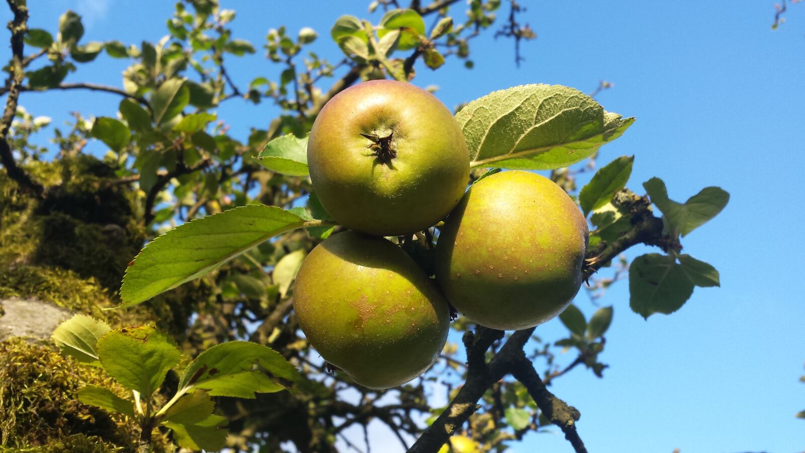 Samsung Galaxy S4 sample photo. Apple, garden, apple tree photography