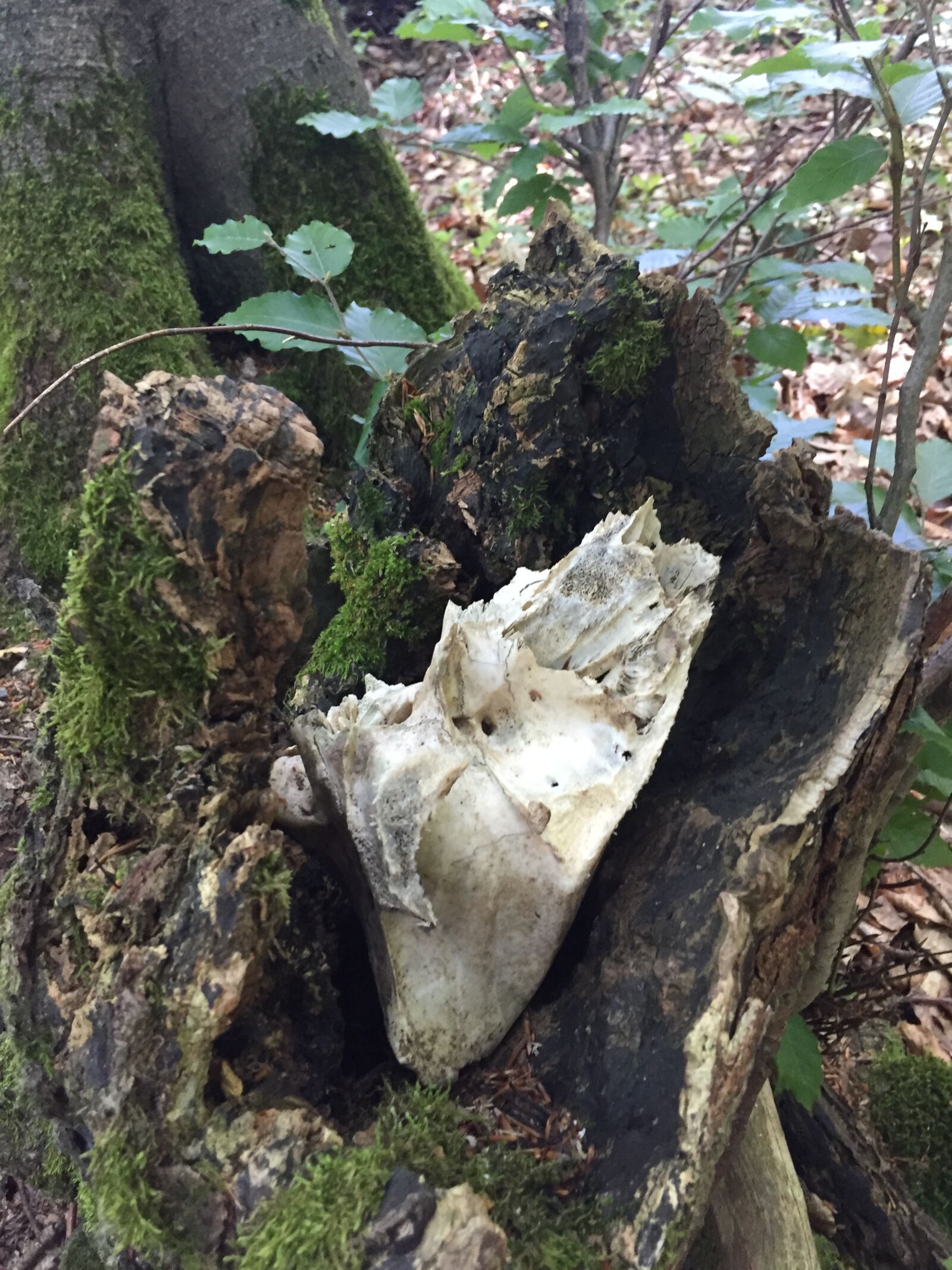 iPhone 6 back camera 4.15mm f/2.2 sample photo. Nature, forest, autumn photography