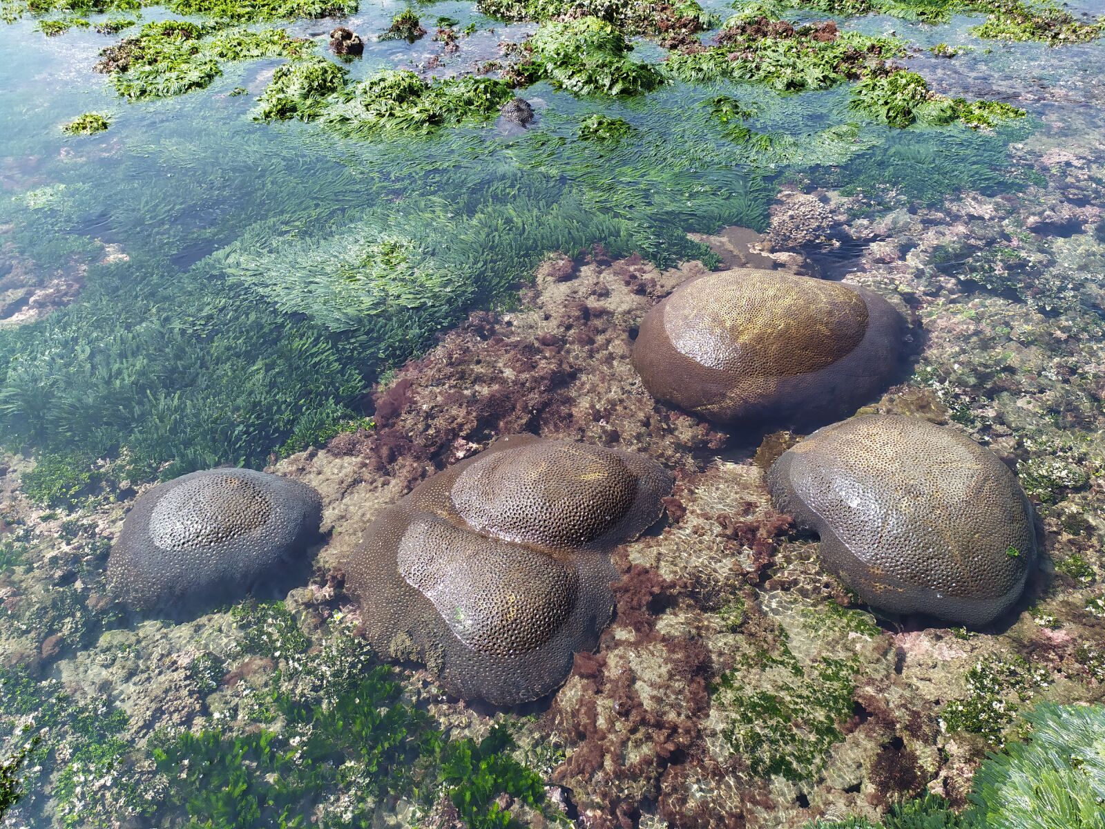 Xiaomi Redmi Note 7 sample photo. Sea, side, corral photography