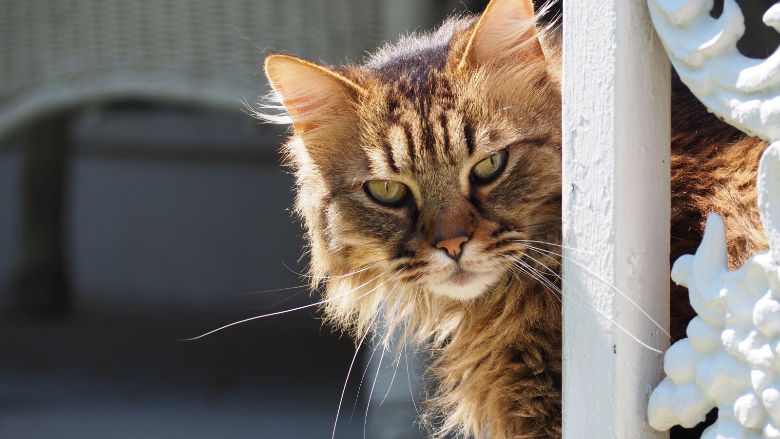 Olympus OM-D E-M10 II sample photo. Cat, portrait, kitten photography