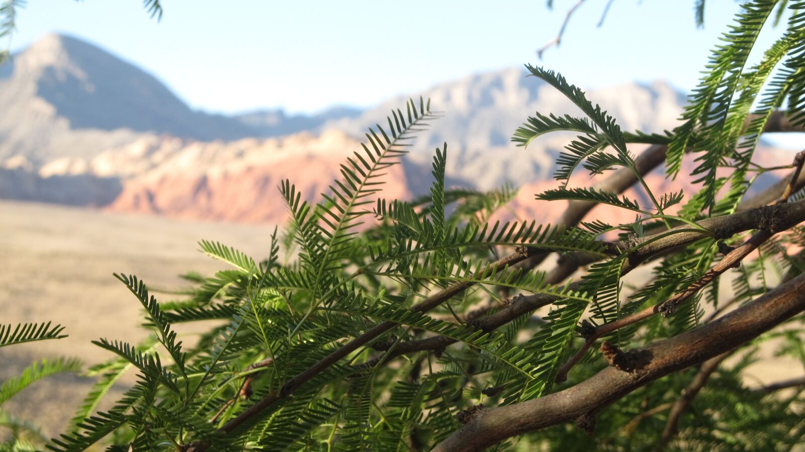 Canon PowerShot SX130 IS sample photo. Trees, red rocks, nature photography