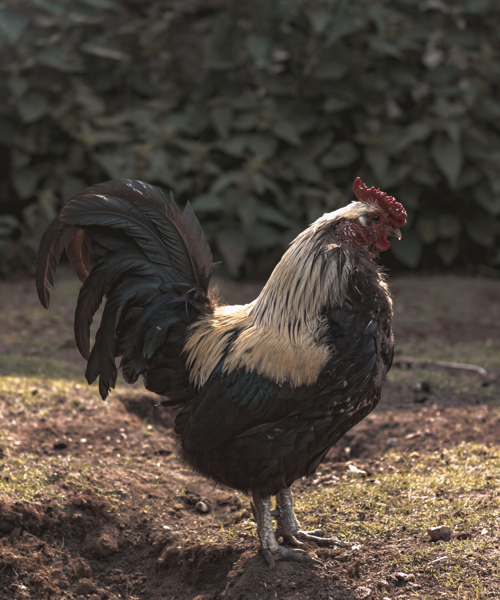 Canon EOS 750D (EOS Rebel T6i / EOS Kiss X8i) sample photo. Chicken, roster, bird photography