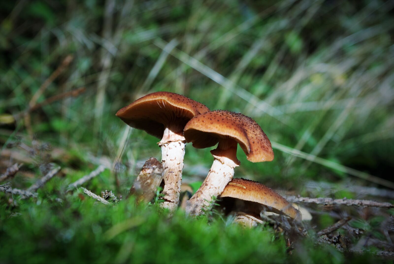 Pentax K-m (K2000) sample photo. Mushrooms, forest, toxic photography