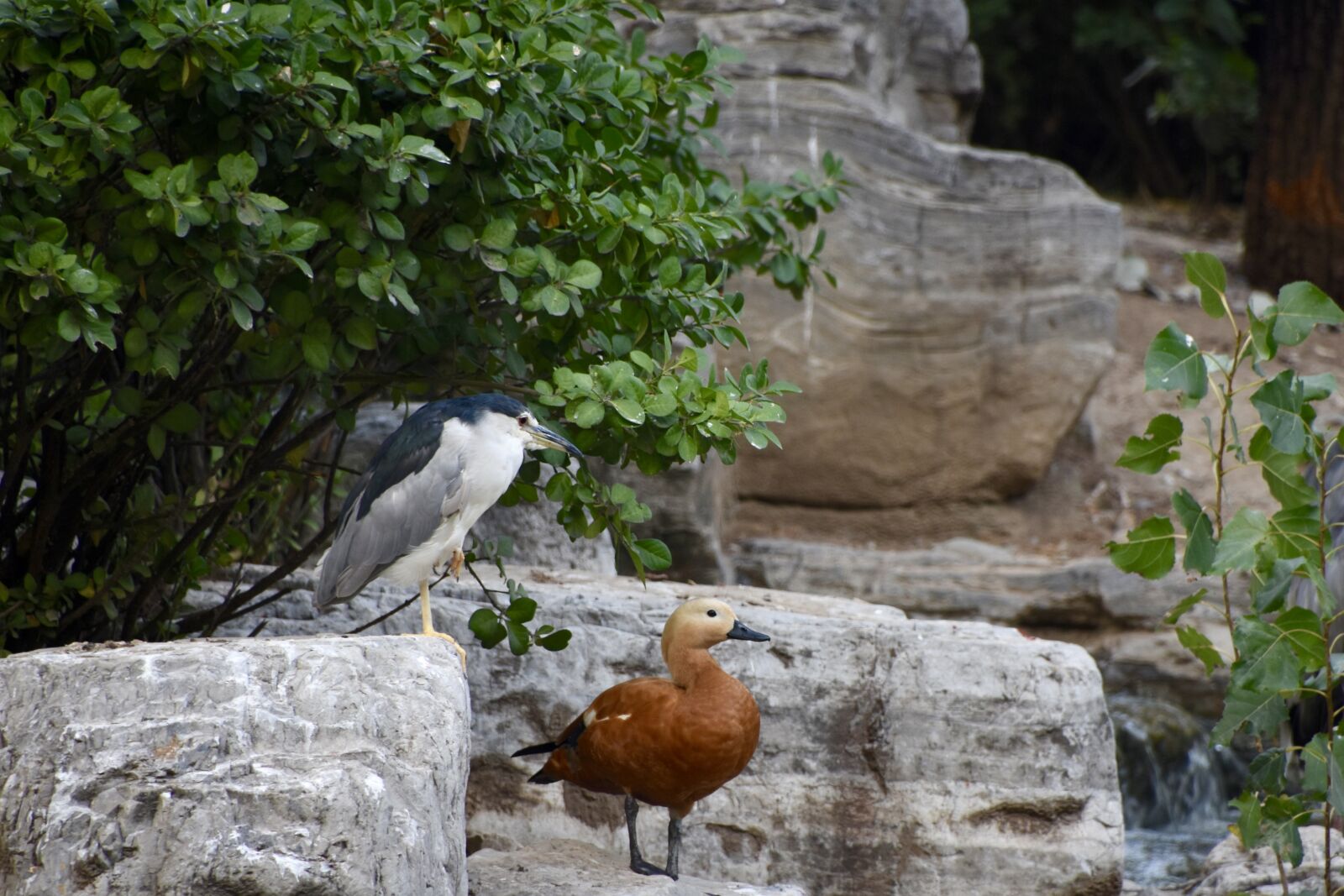 Nikon D7200 sample photo. Bird, night heron, duck photography