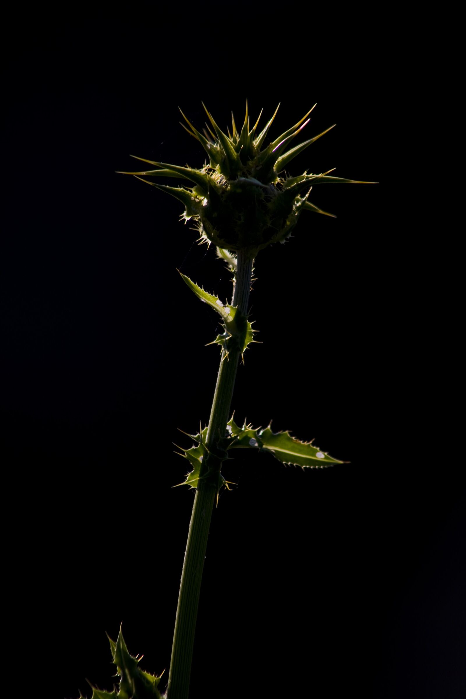 Canon EOS 5D sample photo. Thistle, flower, nature photography