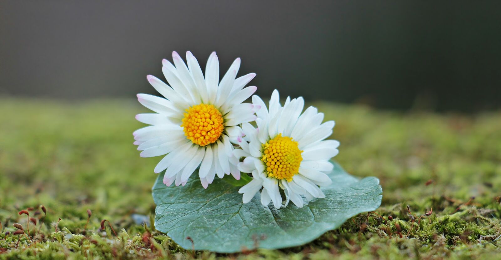 Canon EOS 550D (EOS Rebel T2i / EOS Kiss X4) sample photo. Daisy, wild flowers, flowers photography