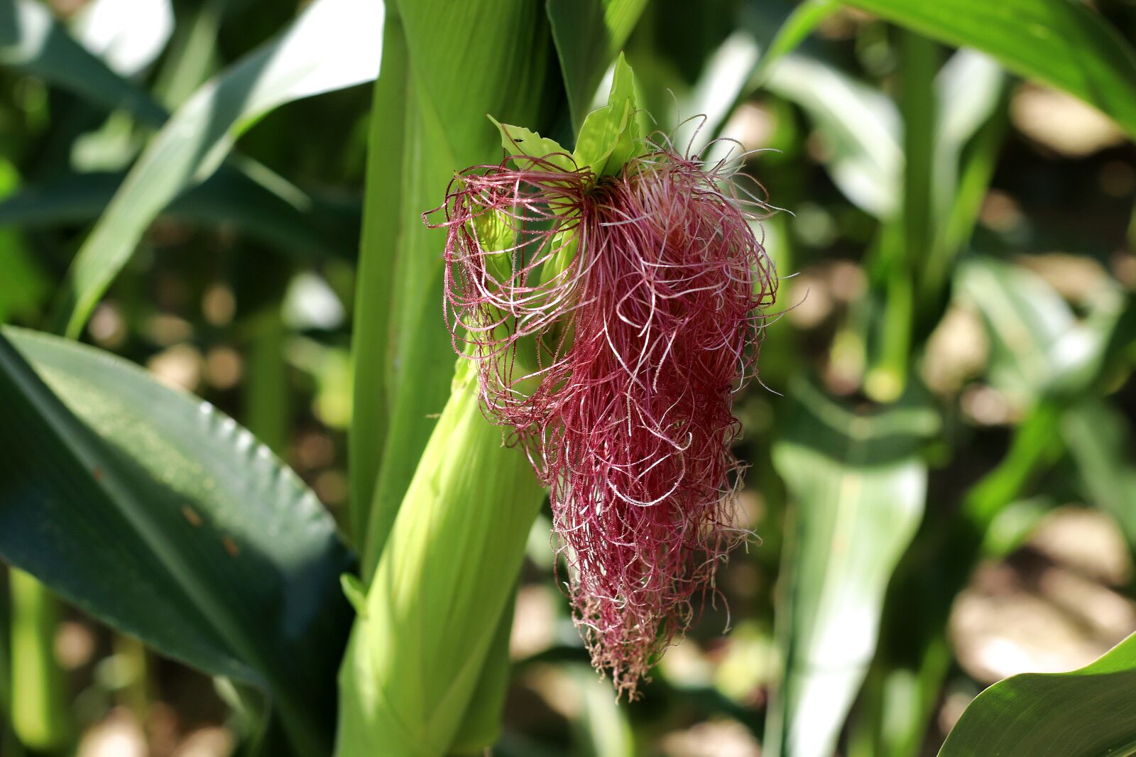 Canon EF 50mm F1.4 USM sample photo. Corn on the cob photography