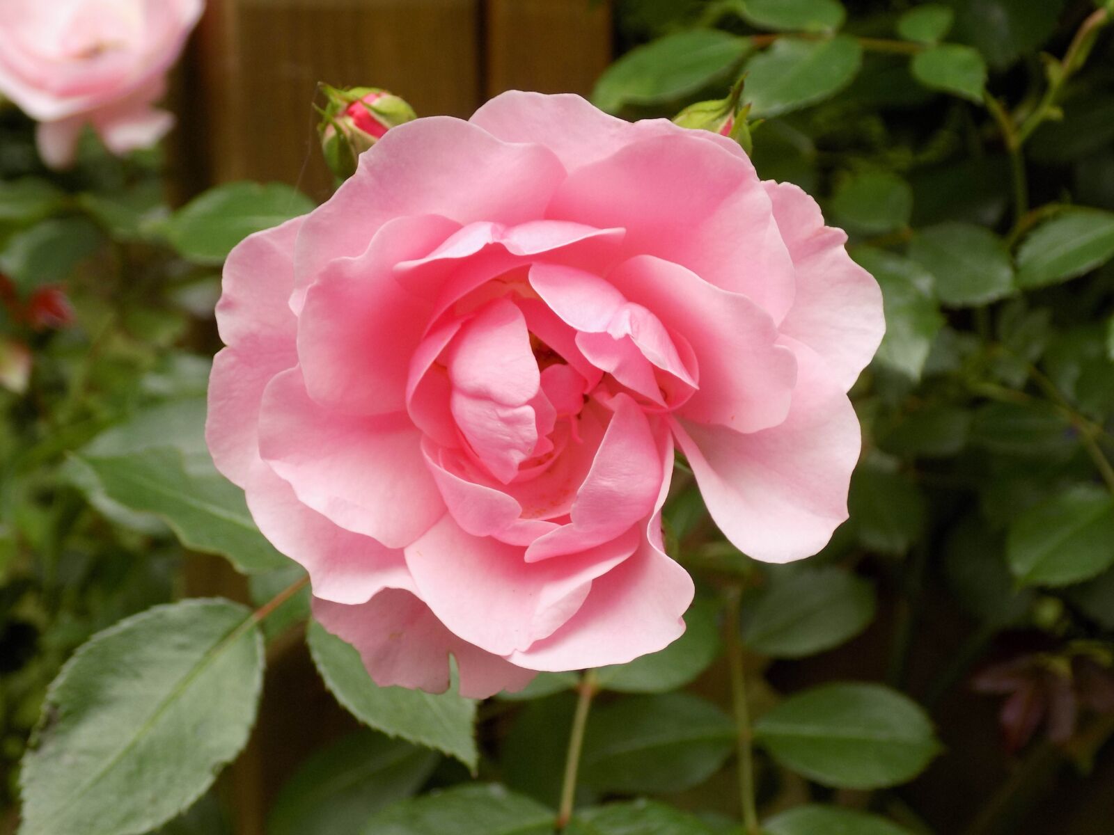 Nikon COOLPIX L340 sample photo. Rose, pink, blossom photography