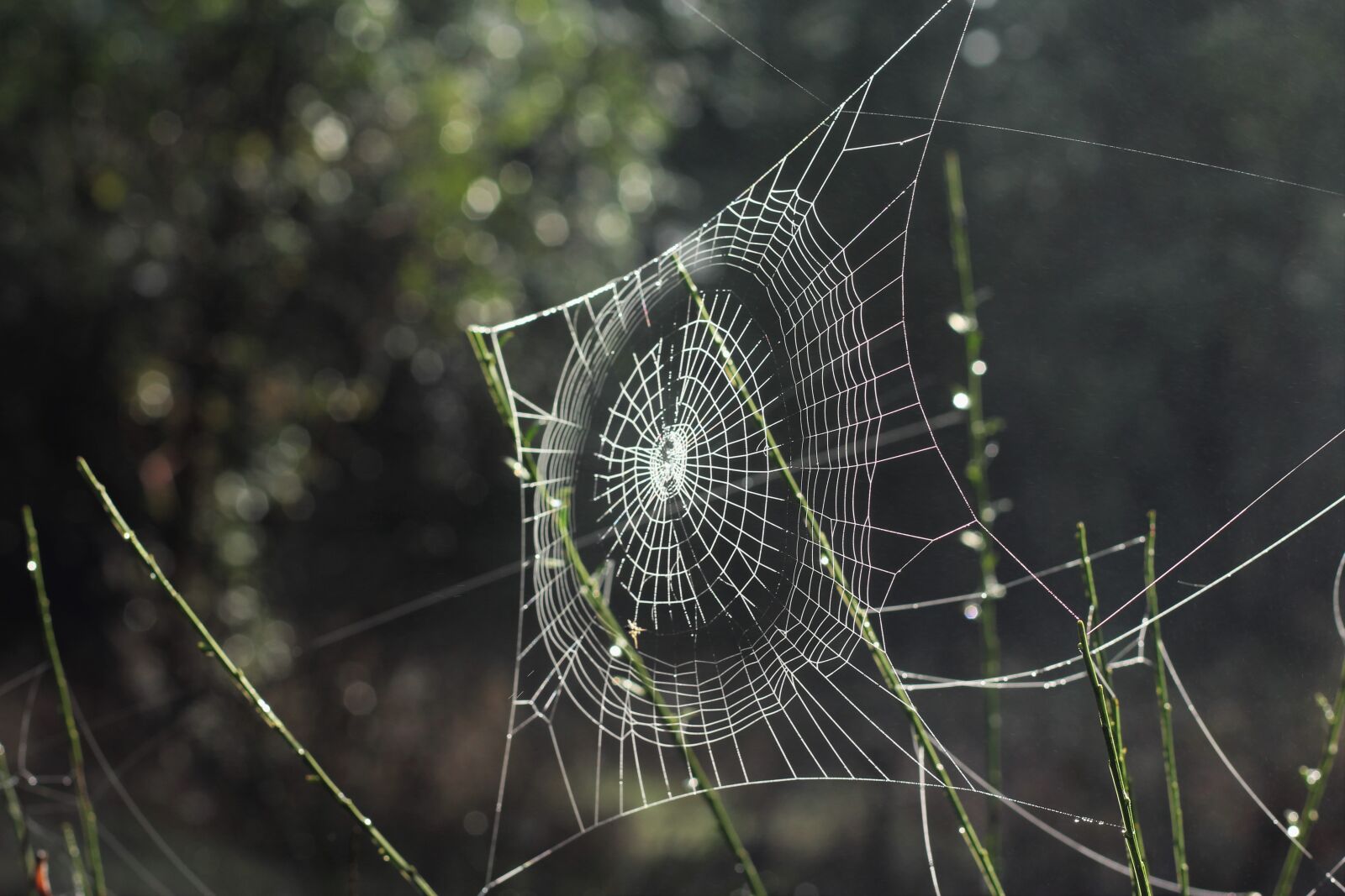 Canon EOS 1200D (EOS Rebel T5 / EOS Kiss X70 / EOS Hi) sample photo. Spider, web, outdoor photography