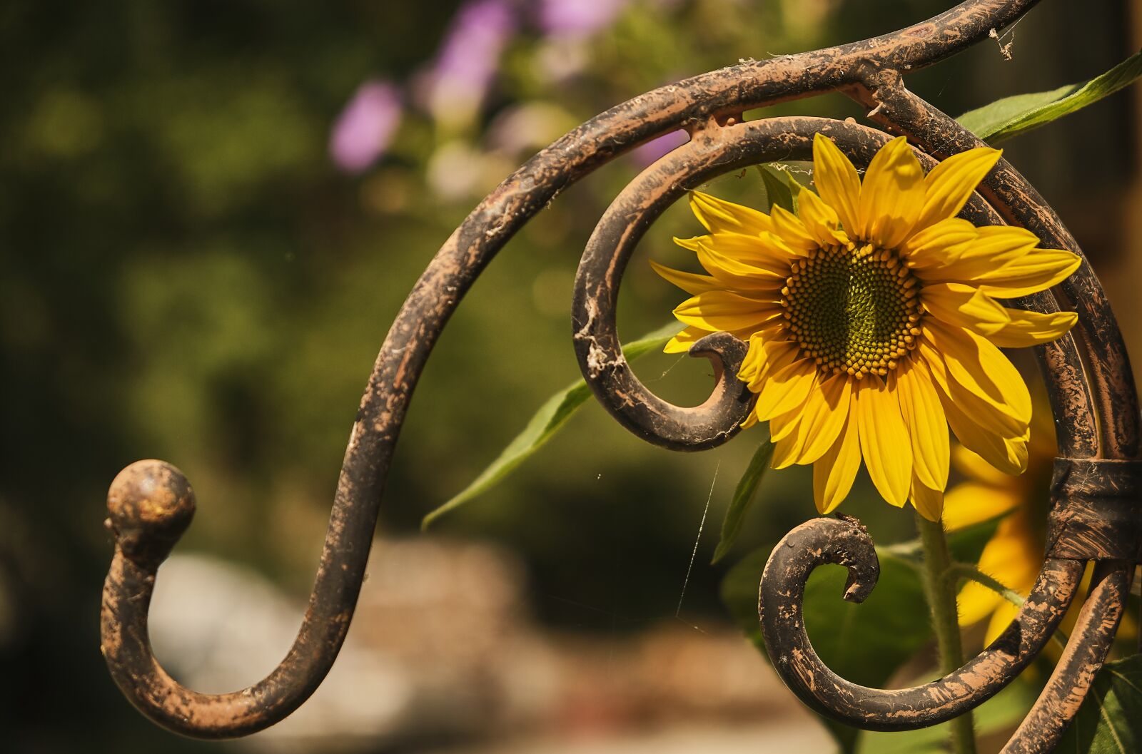 Fujifilm XF 18-55mm F2.8-4 R LM OIS sample photo. Sunflower, non-violent, enforce photography