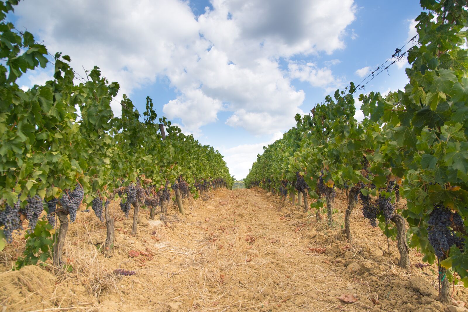 Nikon D610 sample photo. Vineyard, grapes, landscape photography