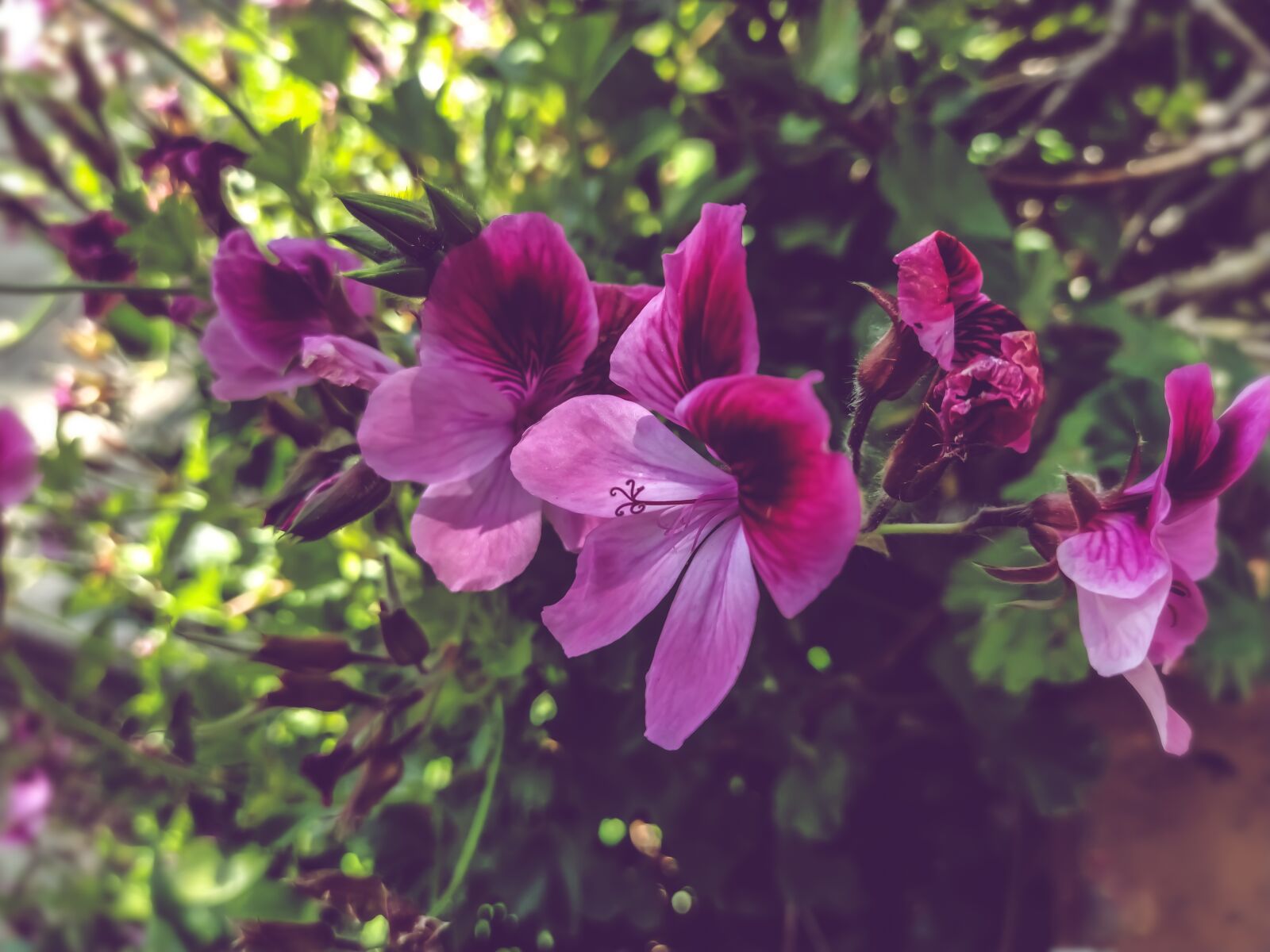 Xiaomi Mi A3 sample photo. Thinking, geraniums, flower photography