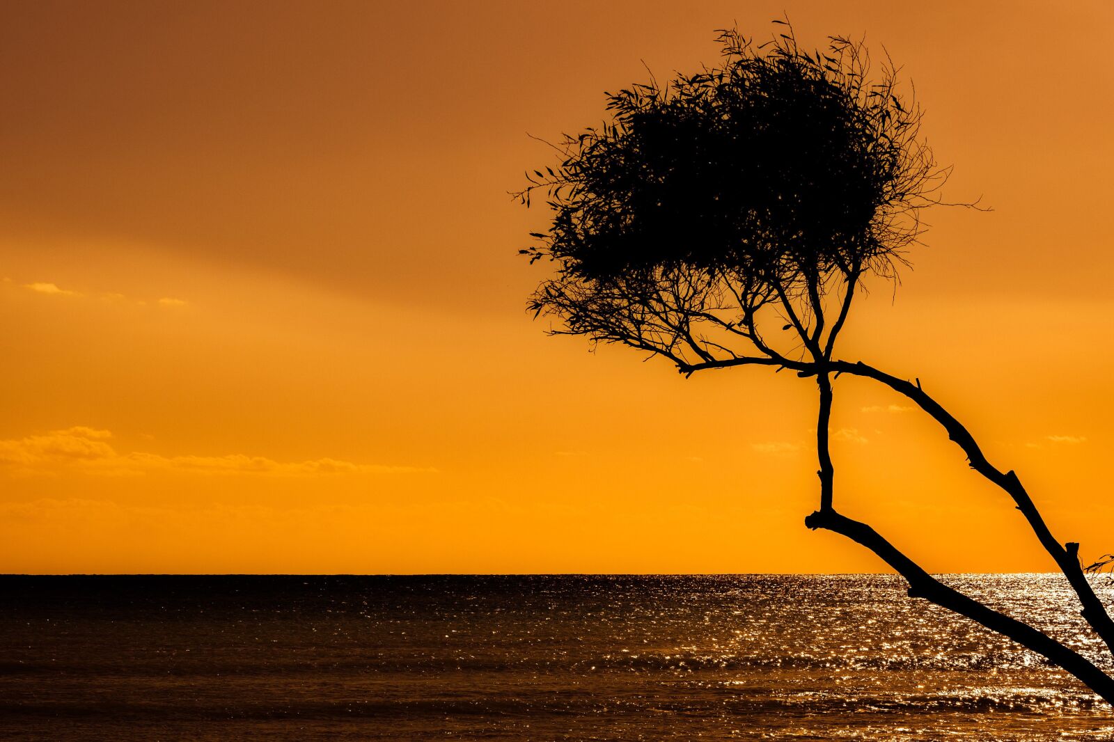 Nikon D3300 sample photo. Sunset, tree, silhouetted photography