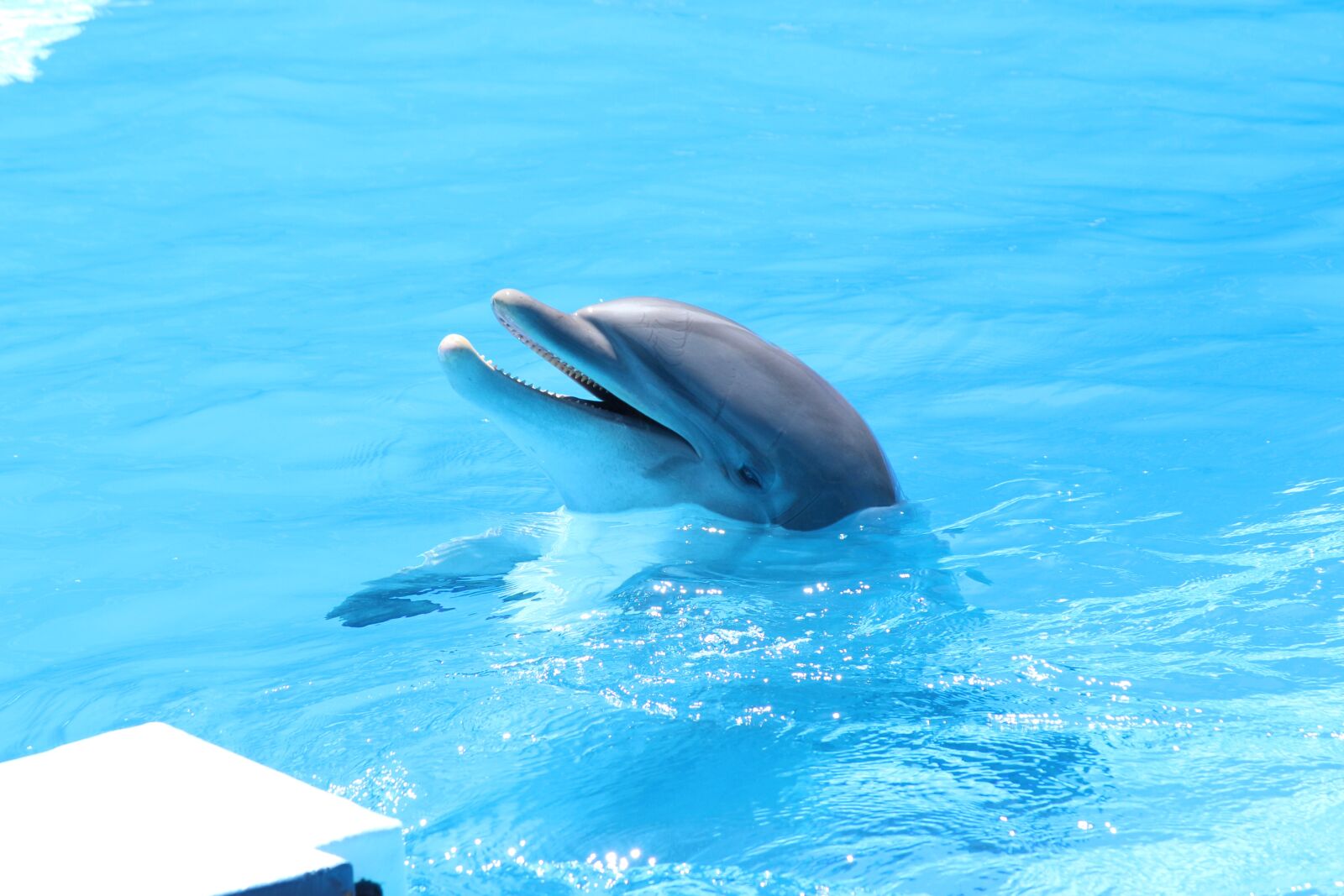 Canon EOS 700D (EOS Rebel T5i / EOS Kiss X7i) sample photo. Dolphin, demonstration, animals photography