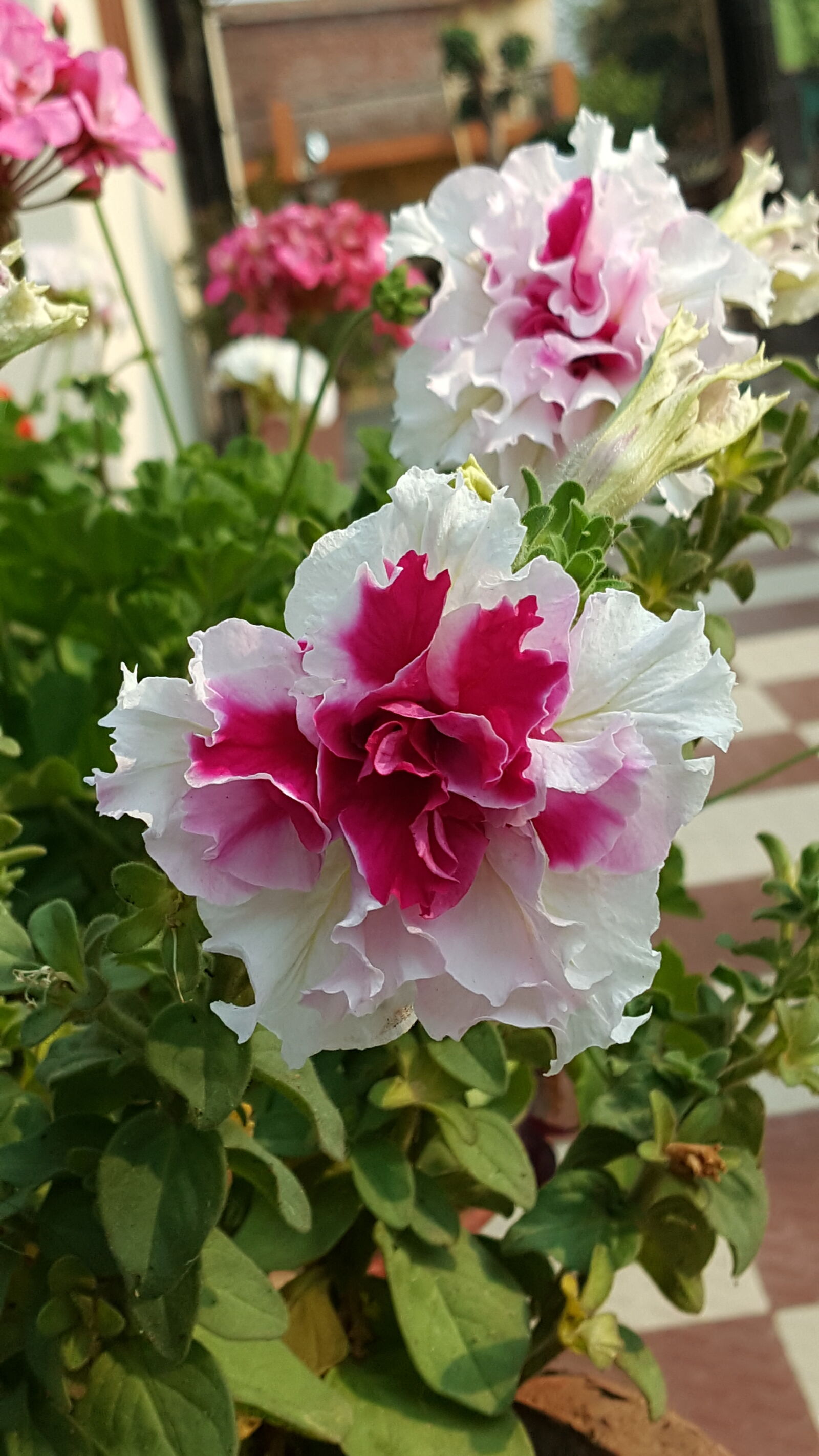 Samsung Galaxy Note5 sample photo
