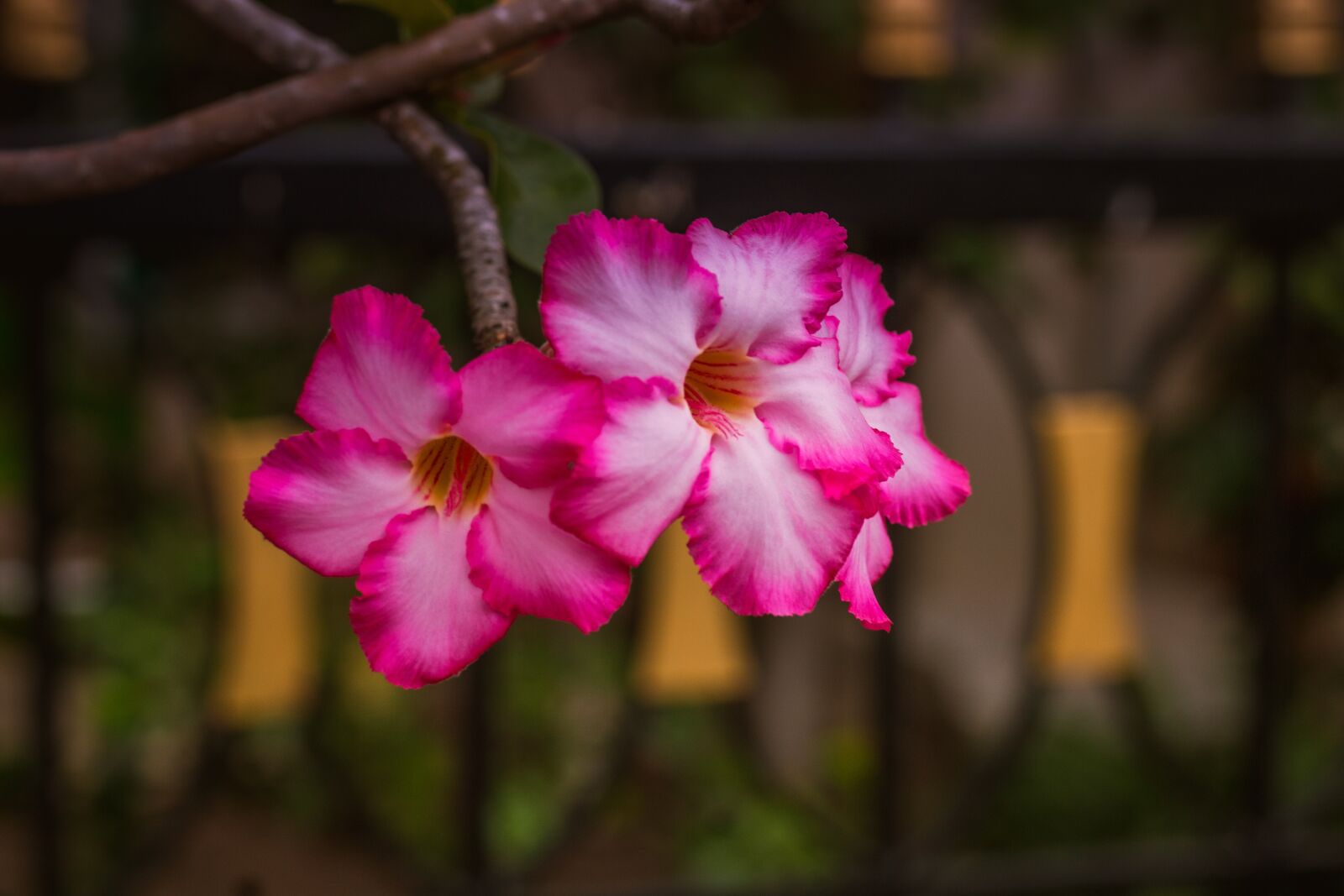 Canon EOS 700D (EOS Rebel T5i / EOS Kiss X7i) + Canon EF 50mm F1.8 STM sample photo. Invited to visit, flowers photography