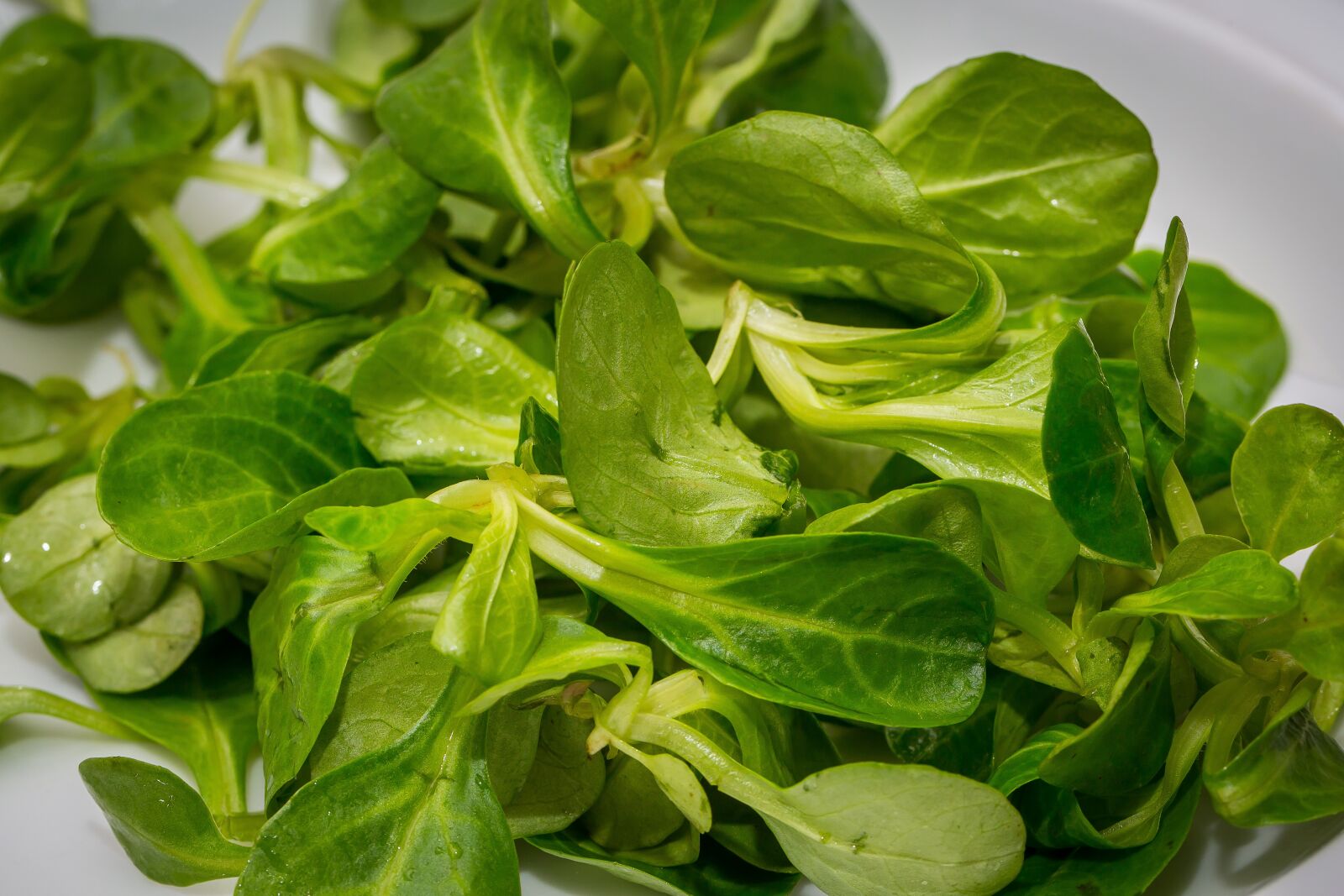 Canon EF 100mm F2.8L Macro IS USM sample photo. Salad, lamb's lettuce, green photography