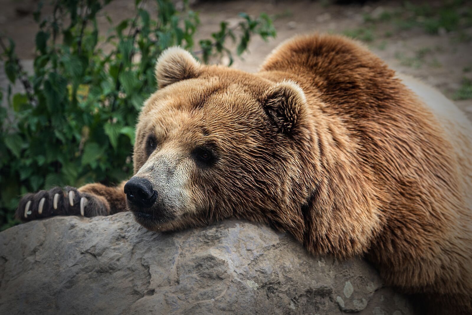 Canon EOS 80D + Canon EF 70-200mm F2.8L IS II USM sample photo. Bear, zoo, brown bear photography