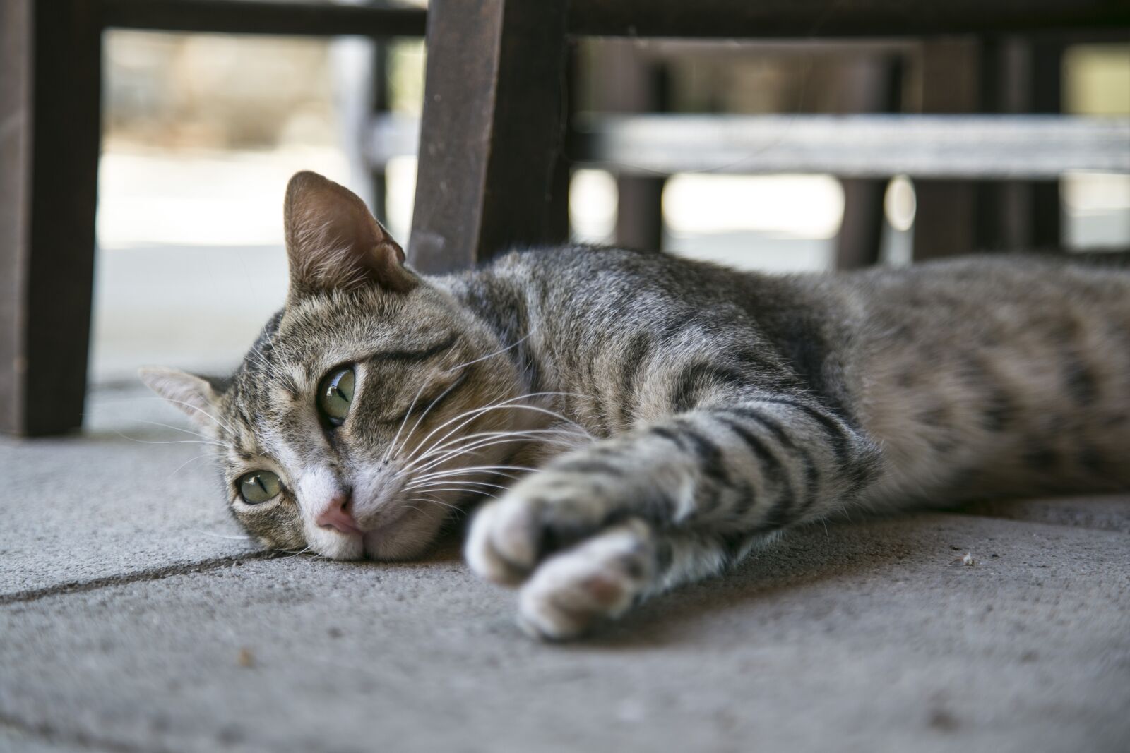 Canon EOS 6D + Canon EF 24-105mm F4L IS USM sample photo. Cat, kitten, kitty photography