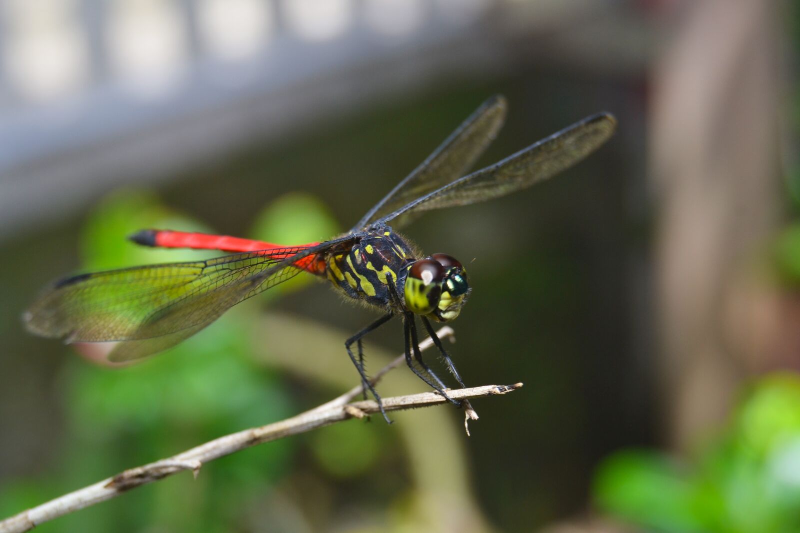 Nikon D3100 sample photo. Dragonflies, andarinyo, indonesia photography