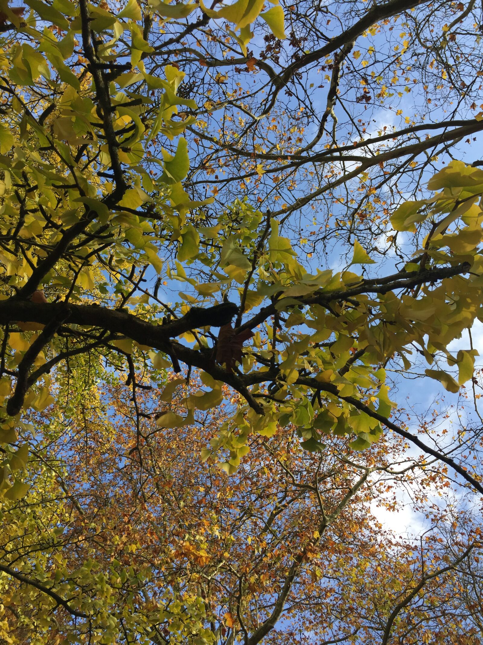 Apple iPhone 6 Plus sample photo. Sky, leaf, branch photography