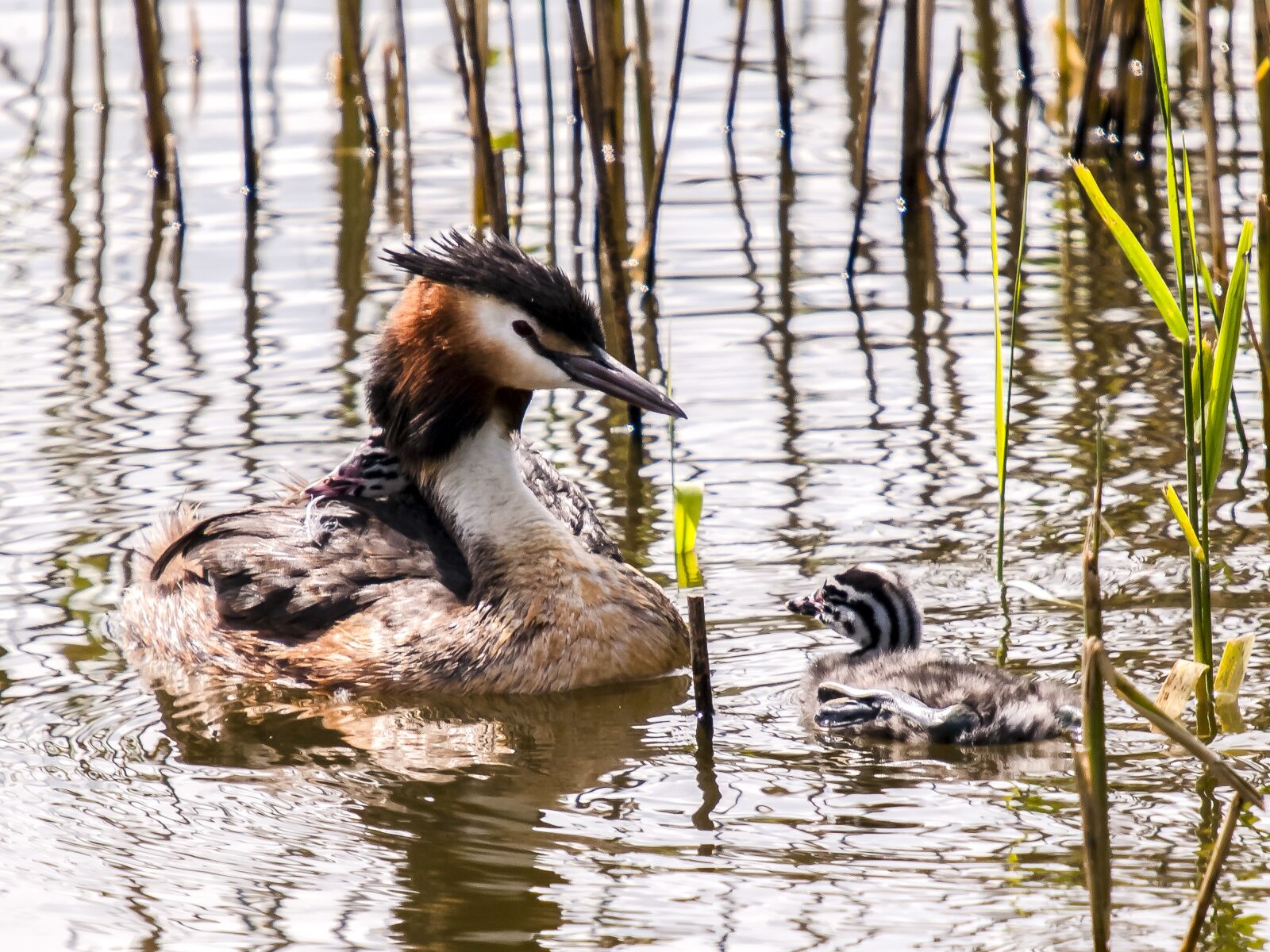 Olympus E-3 sample photo. Great crested grebe, divers photography