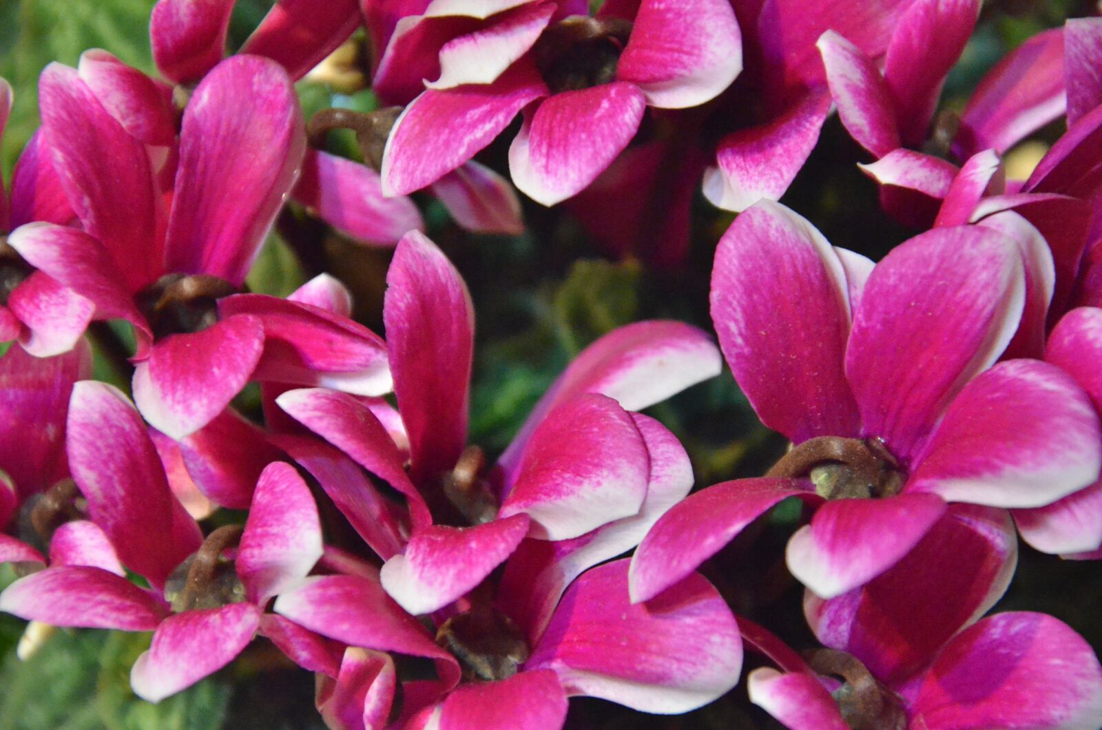 Nikon D7000 sample photo. Flowers, cyclamen, nature photography