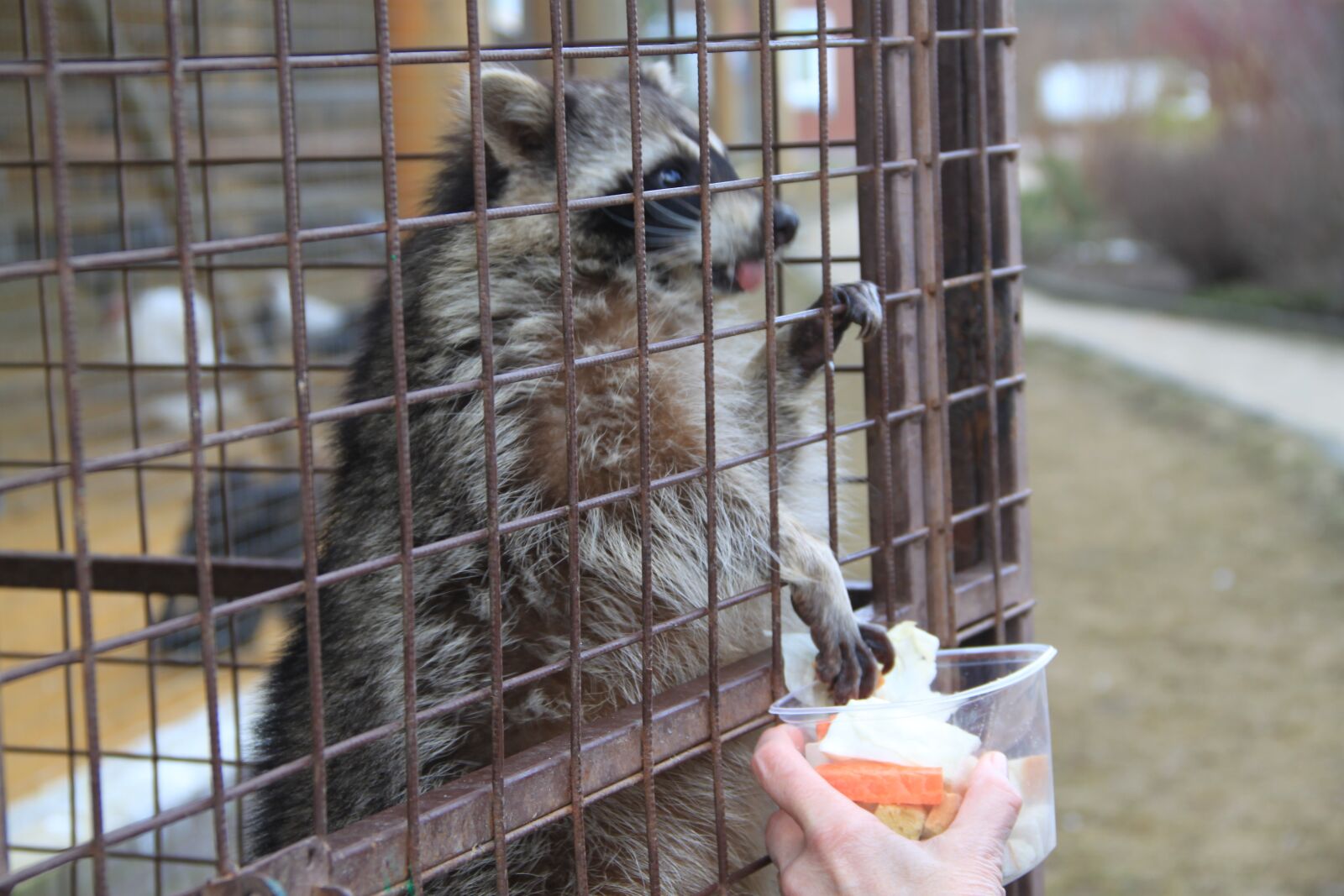 Canon EOS 500D (EOS Rebel T1i / EOS Kiss X3) sample photo. Raccoon, nature, animal photography
