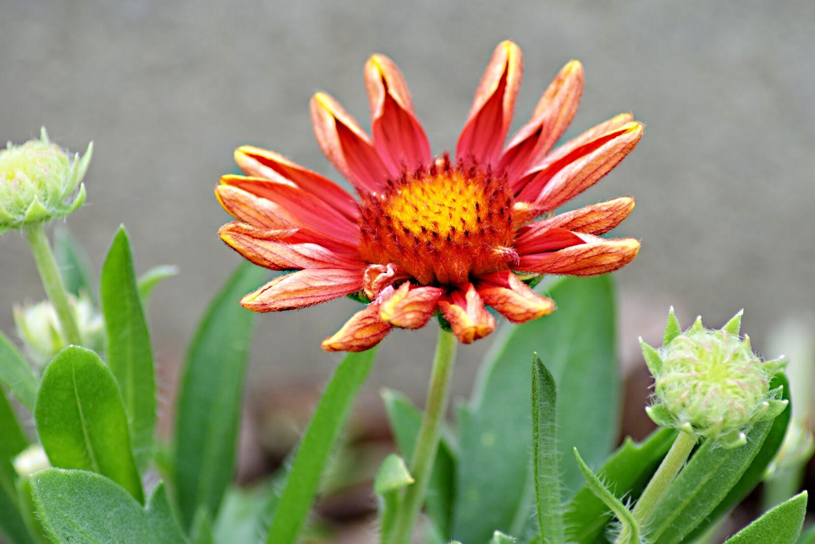 Nikon D5300 sample photo. Garden flower, perennial, flower photography