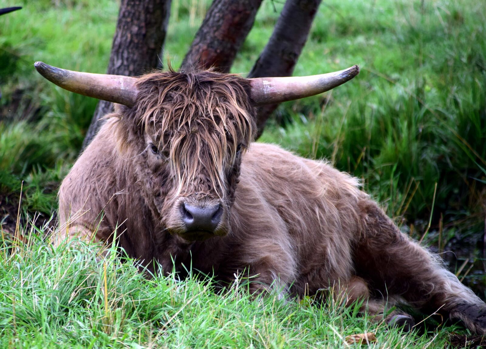 Nikon D3300 sample photo. Animal, nature, grass, bull photography
