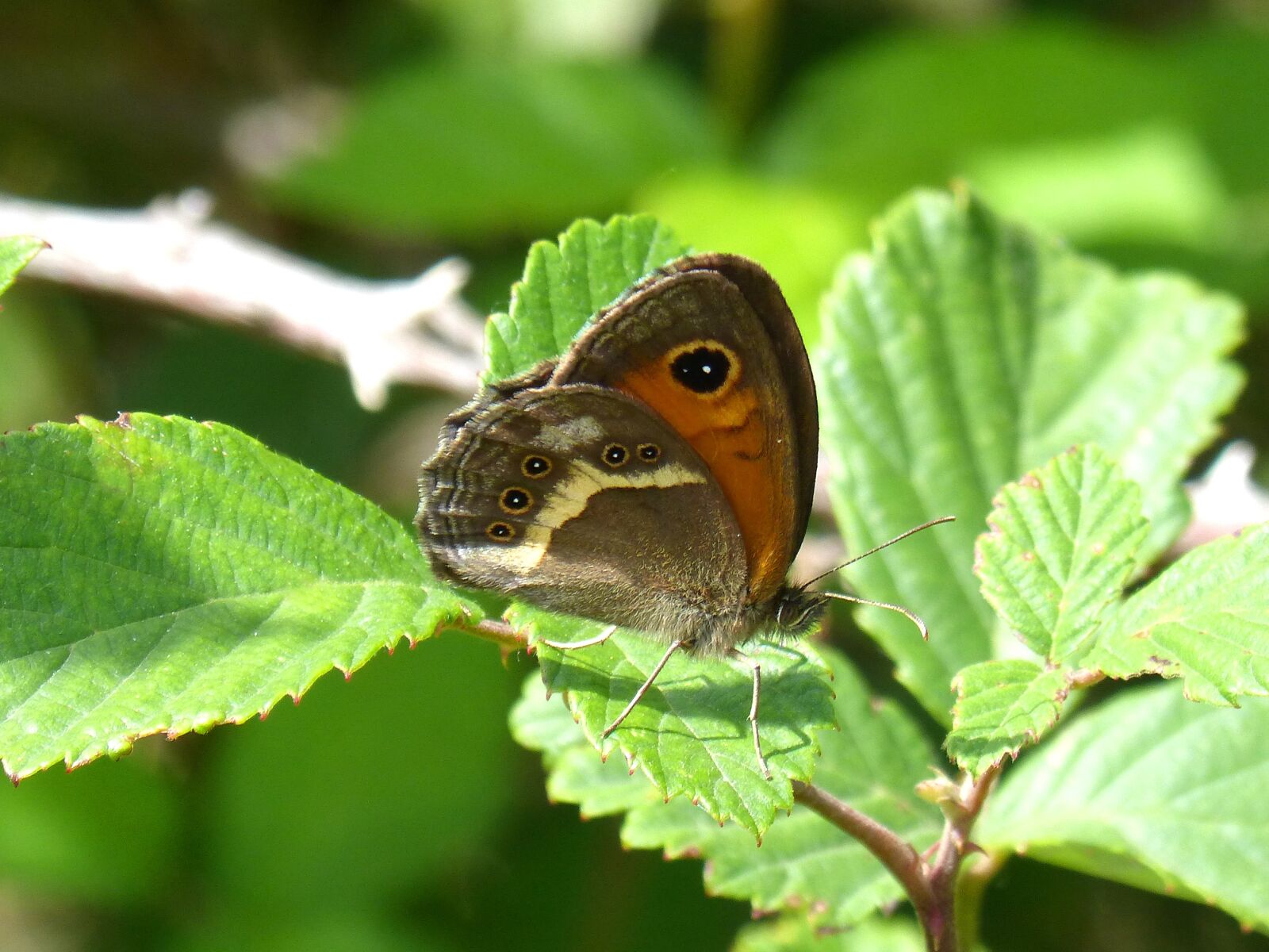Panasonic DMC-FZ62 sample photo. Lobito list, butterfly, pyronia photography