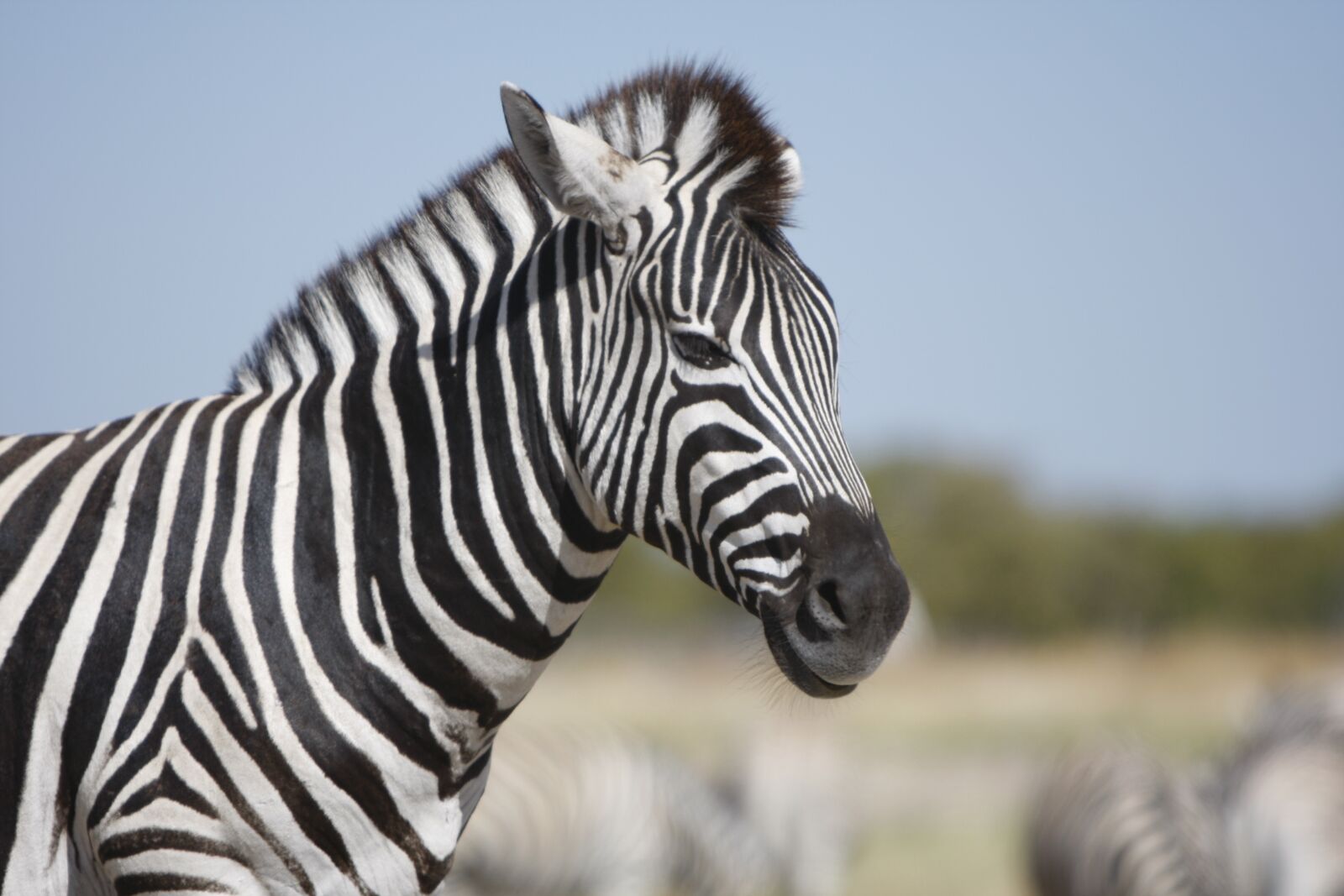Canon EOS 40D sample photo. Namibia, etosha national park photography