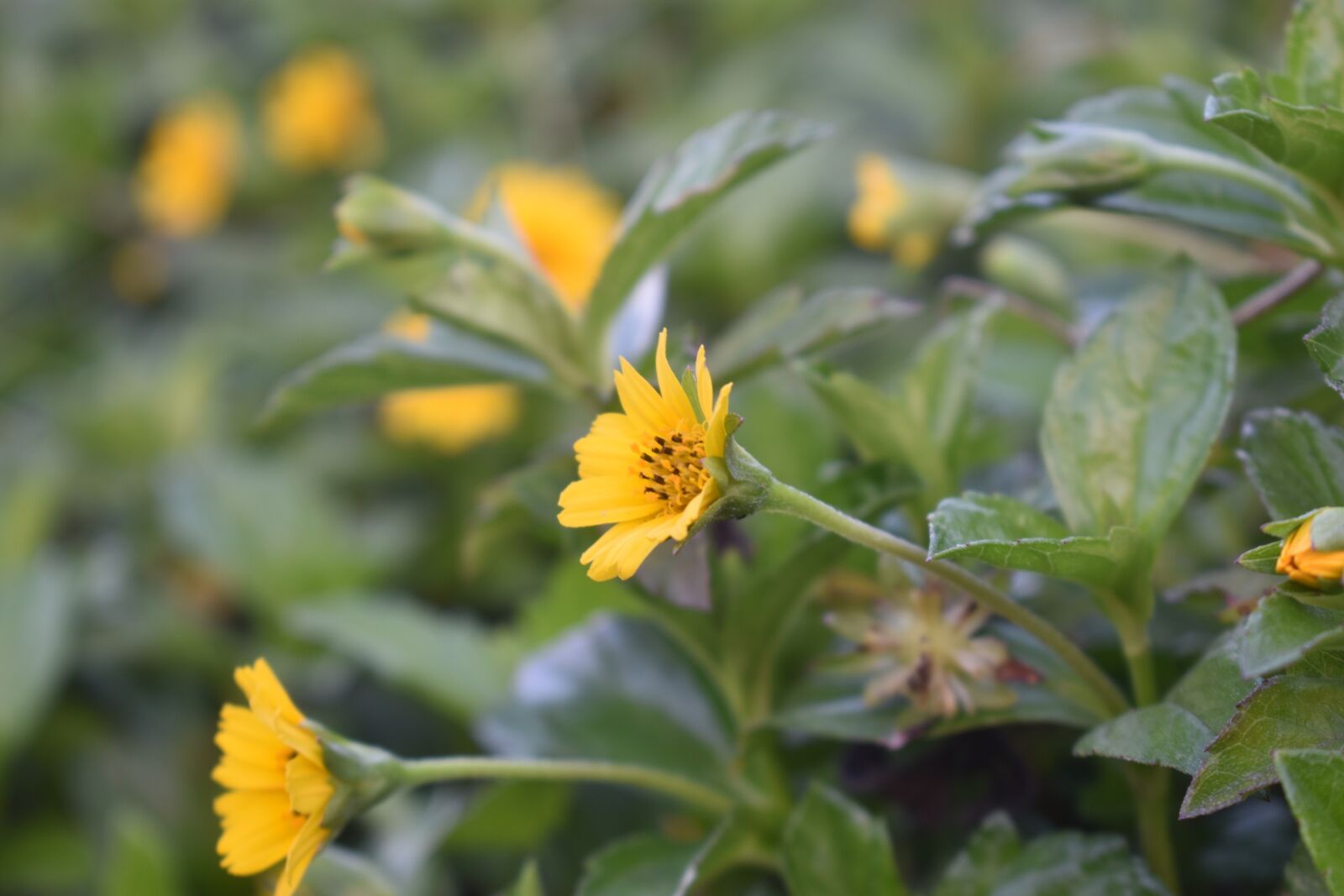 Nikon D3400 sample photo. Flower, yellow, nature photography