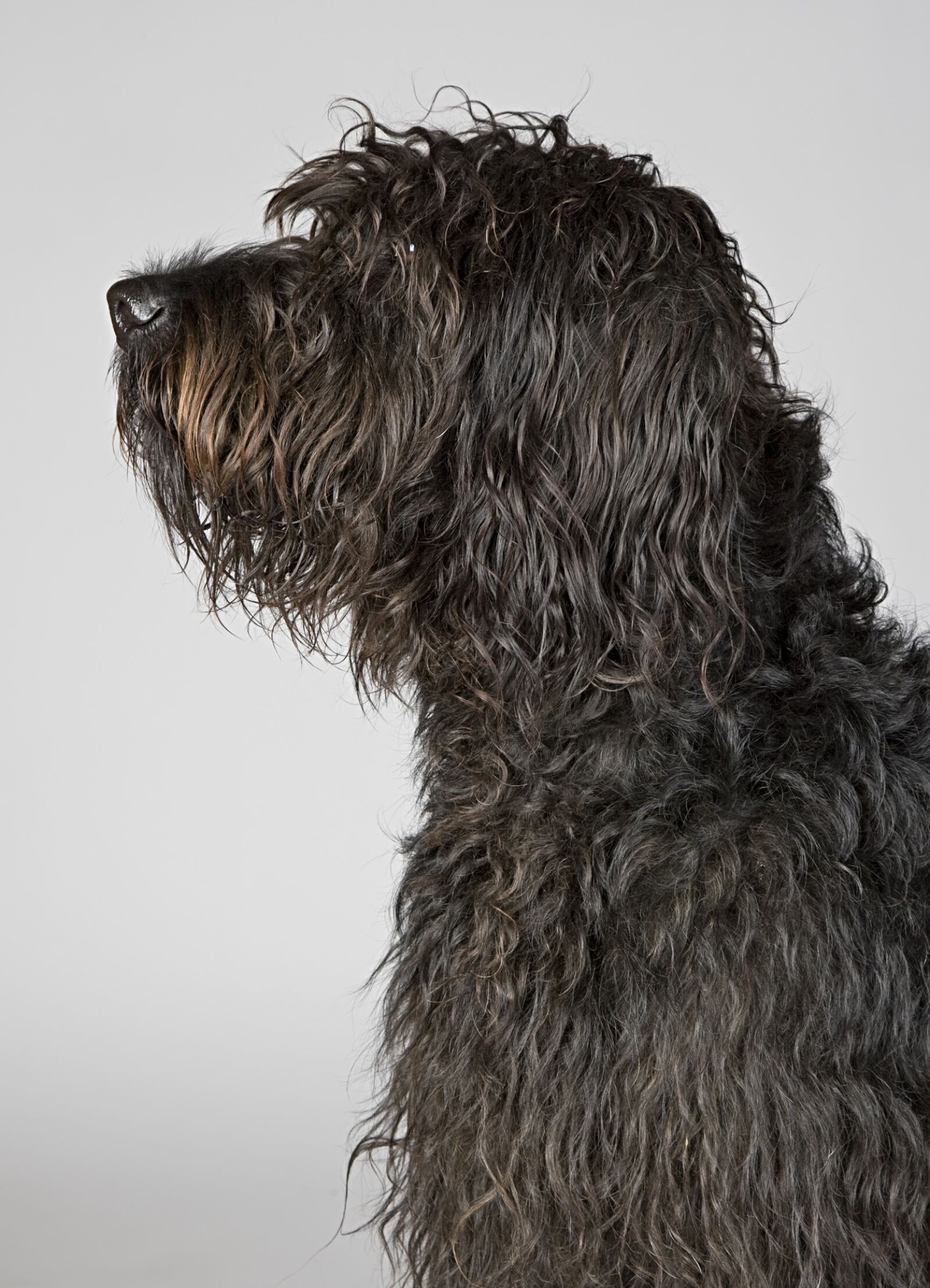Canon EOS-1D Mark III sample photo. Dog, portrait, dog portrait photography