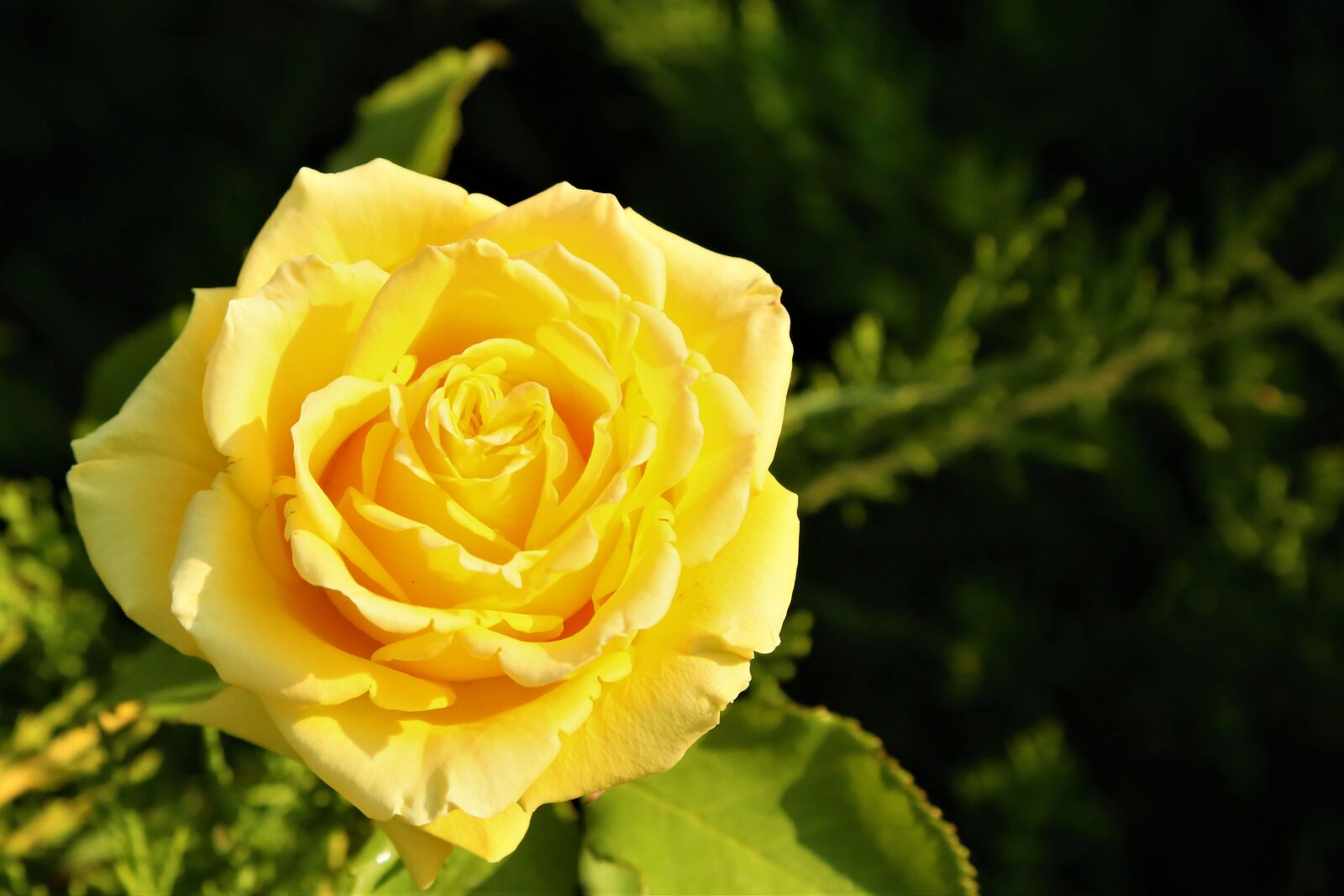 Canon EF 24-105mm F4L IS USM sample photo. Rose, spring, nature photography