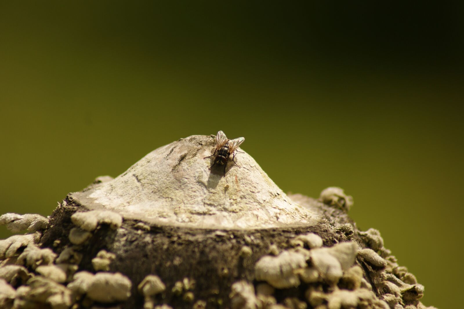 Sony Alpha DSLR-A390 sample photo. Nature, in, the photography