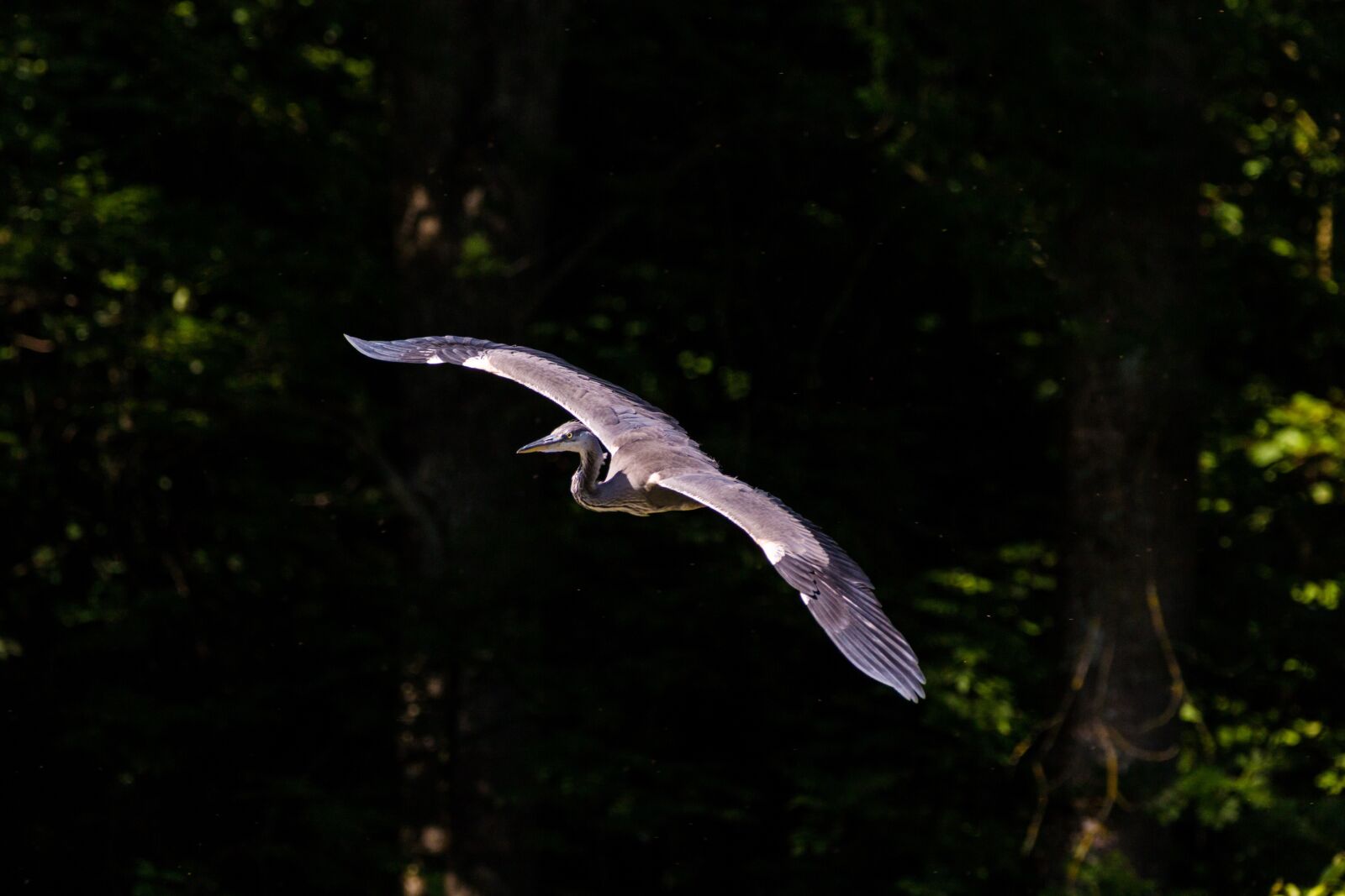 150-600mm F5-6.3 DG OS HSM | Contemporary 015 sample photo. Heron, bird, flight photography