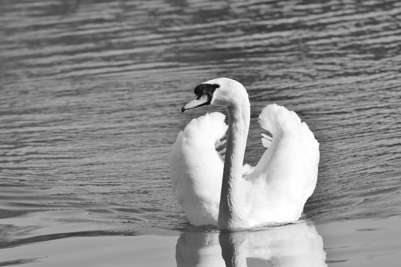 Nikon D3200 sample photo. Swan, bird, water bird photography