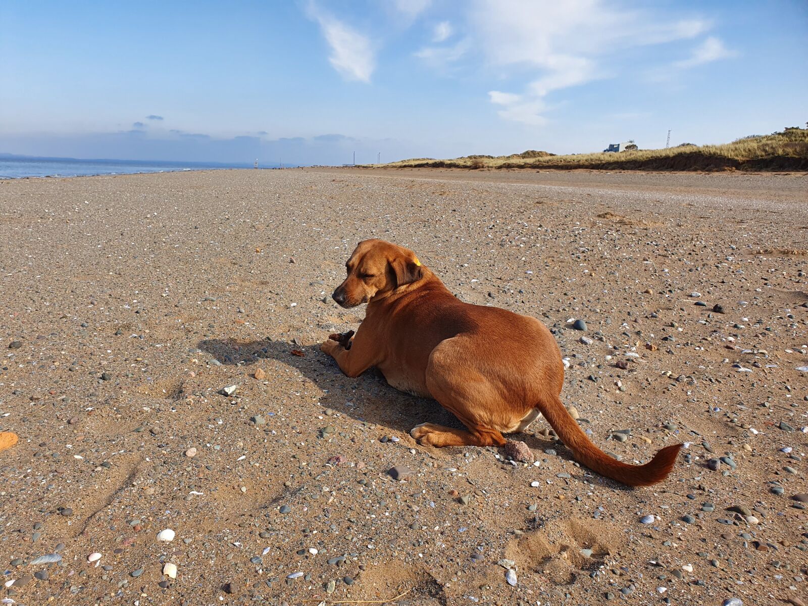 Samsung Galaxy S10+ sample photo. Dog, beach, sun photography
