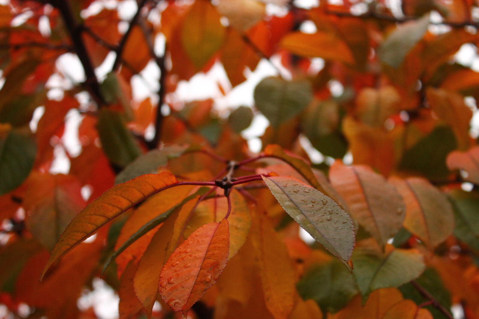 Canon EOS 1100D (EOS Rebel T3 / EOS Kiss X50) sample photo. Leaves photography