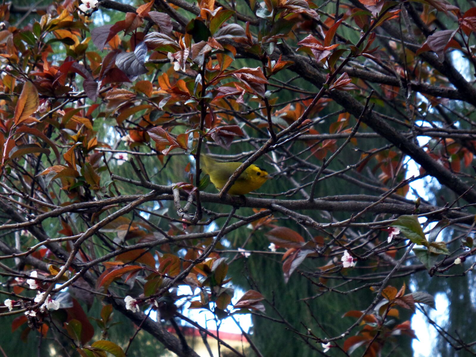 Sony Cyber-shot DSC-W830 sample photo. Tree, bird, leaves photography