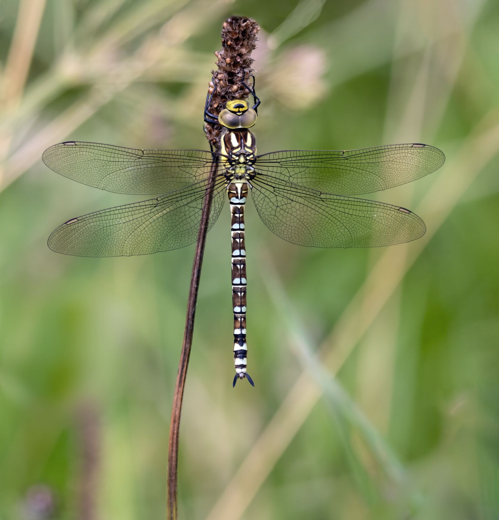 Sigma 100-400mm F5-6.3 DG OS HSM sample photo. Southern-hawker, dragonfly, nature photography