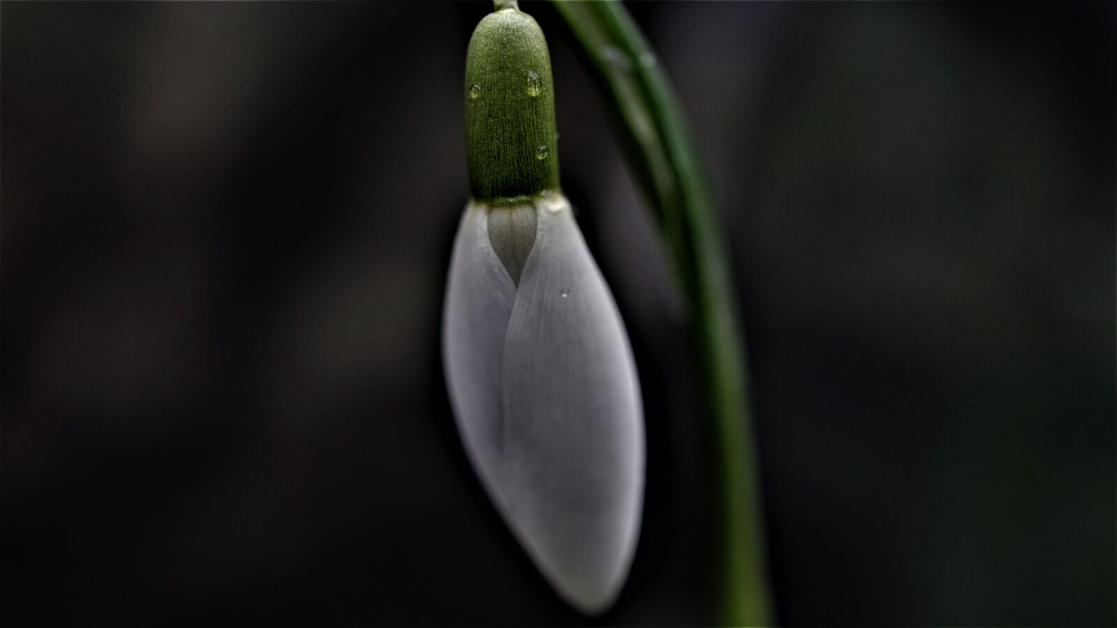 Sony a6000 sample photo. Snowdrop, early bloomer, february photography